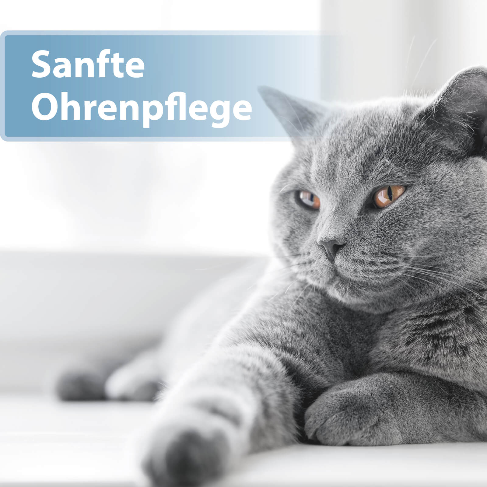 Graue Katze liegt auf der Seite - Sanfte Ohrenpflege