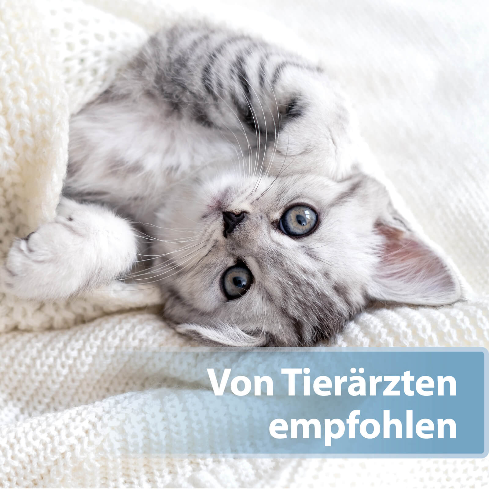 Graue Babykatze in weißer Decke eingekuschelt - Von Tierärzten empfohlen