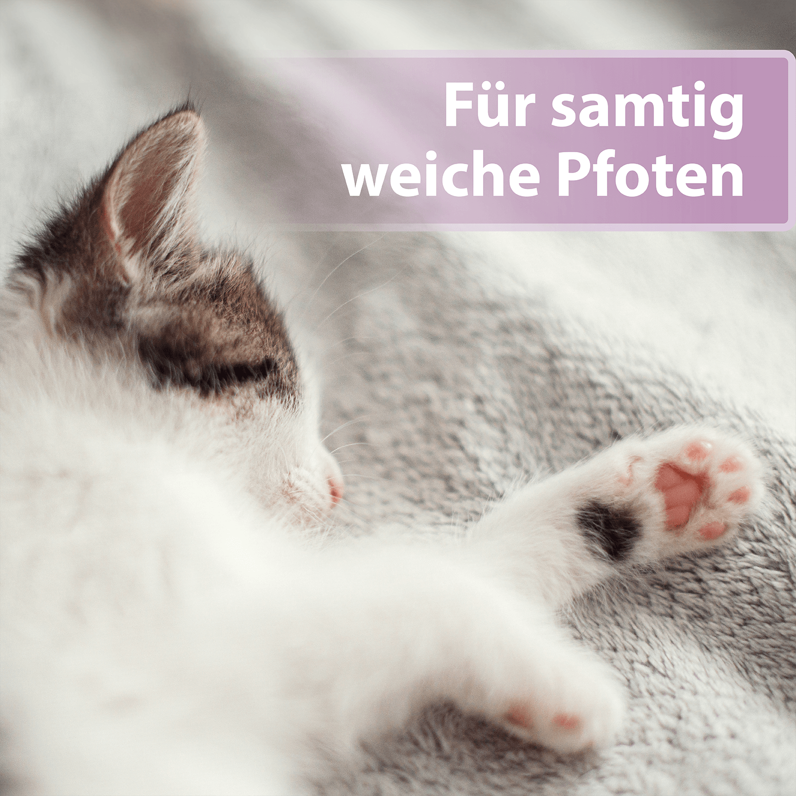Katze liegt seitlich auf Handtuch - Für samtig weiche Pfoten