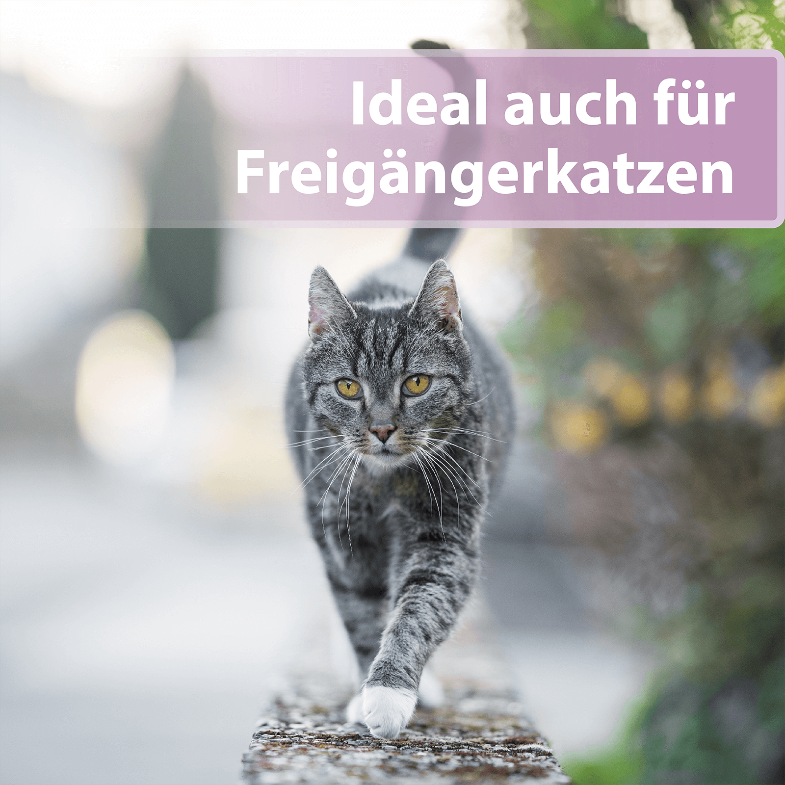 Graue Katze läuft über schmale Mauer - Ideal auch für Freigängerkatzen