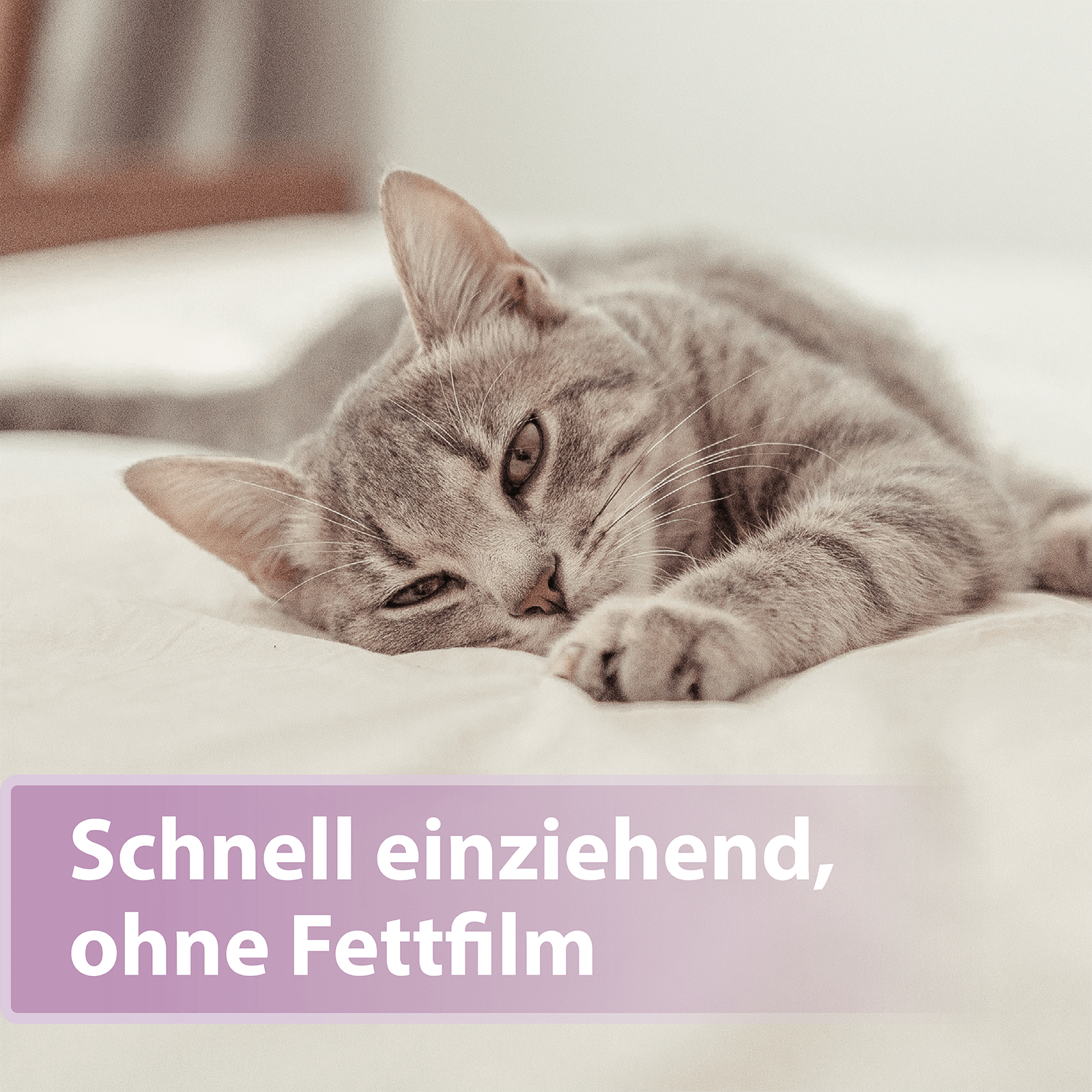 Graue Katze streckt sich im Bett - Schnell einziehend, ohne Fettfilm