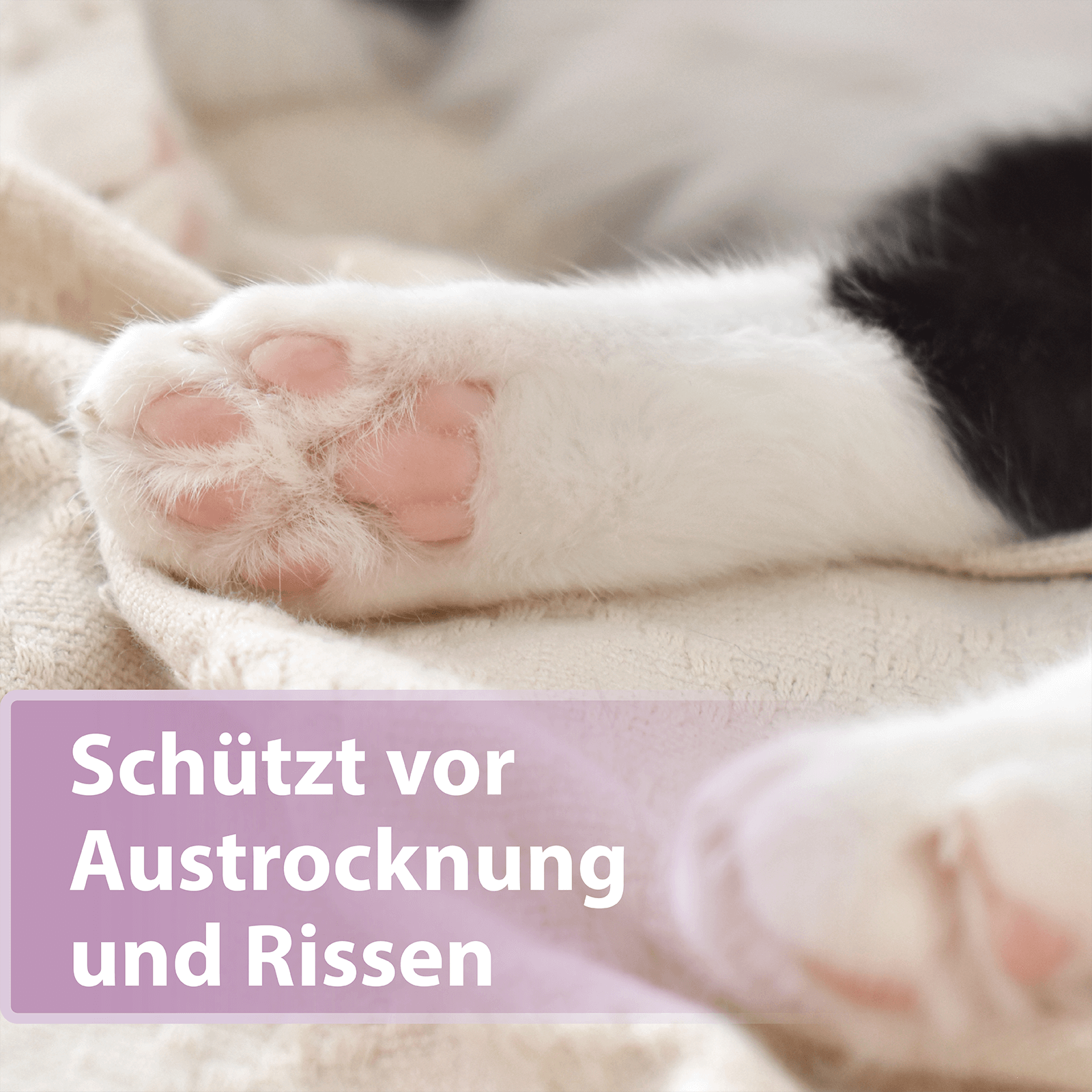 Weiße Katzenpfote - Schützt vor Austrocknung und Rissen