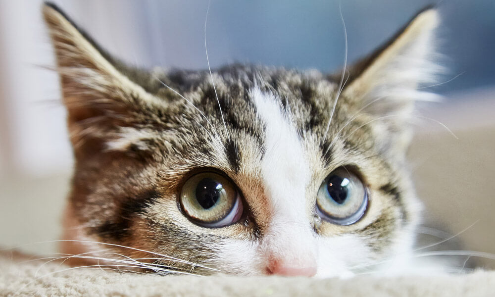 Felisept Katze guckt emotional