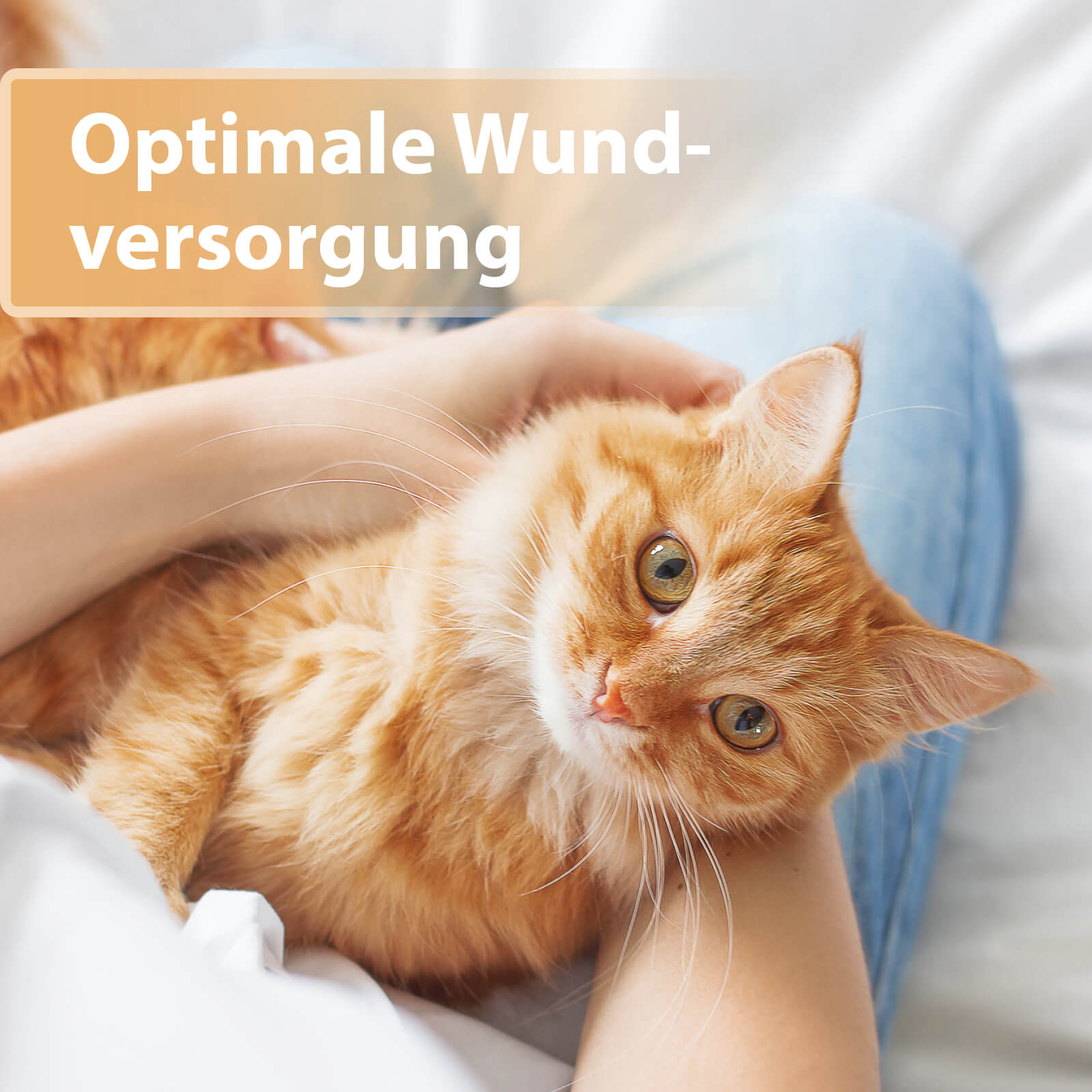 Orange gestreifte Katze liegt im Schoß - Optimale Wundversorgung