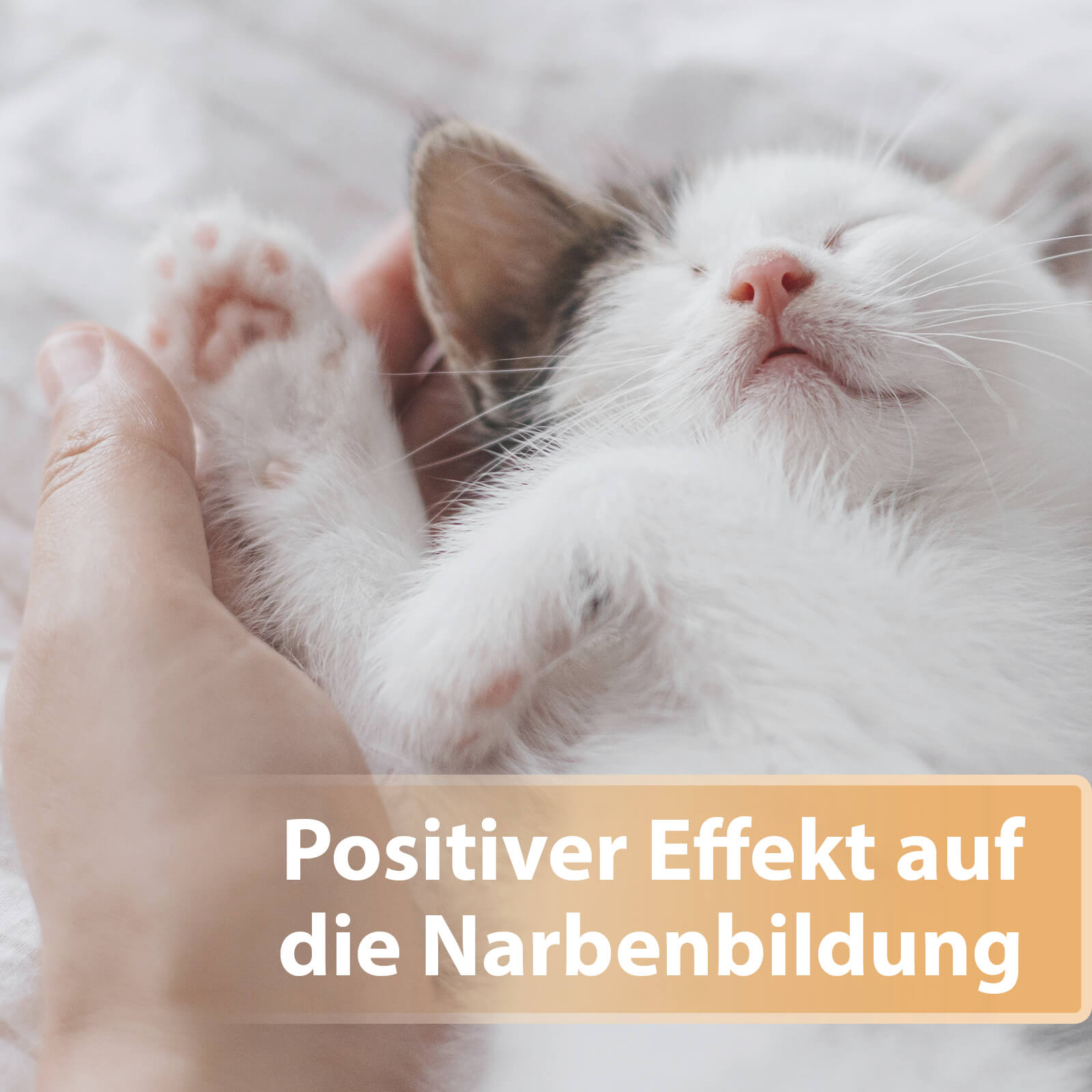 Katzenbaby liegt auf Rücken und streckt Pfote - Positiver Effekt auf die Narbenbildung