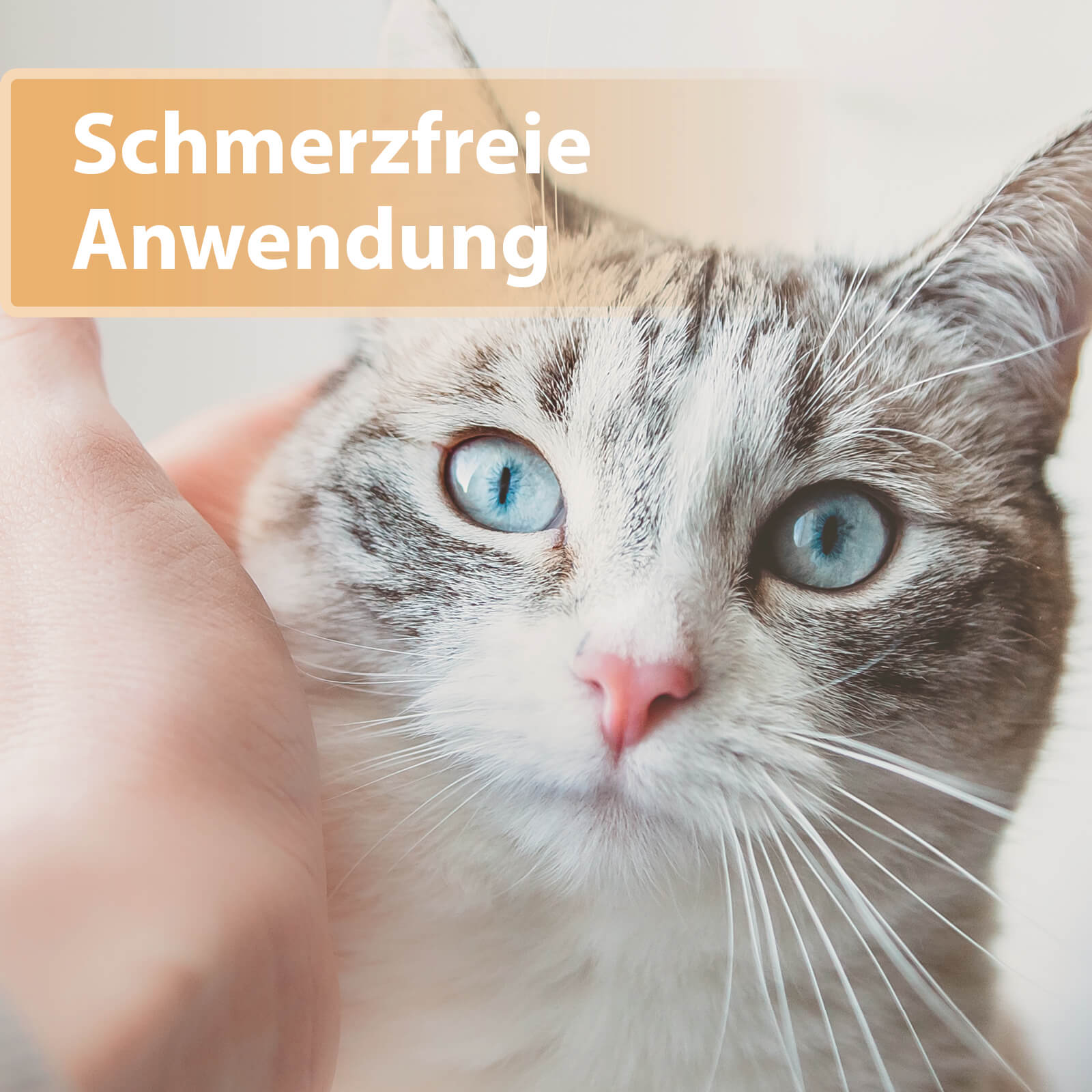 Helle Katze mit blauen Augen - Schmerzfreie Anwendung