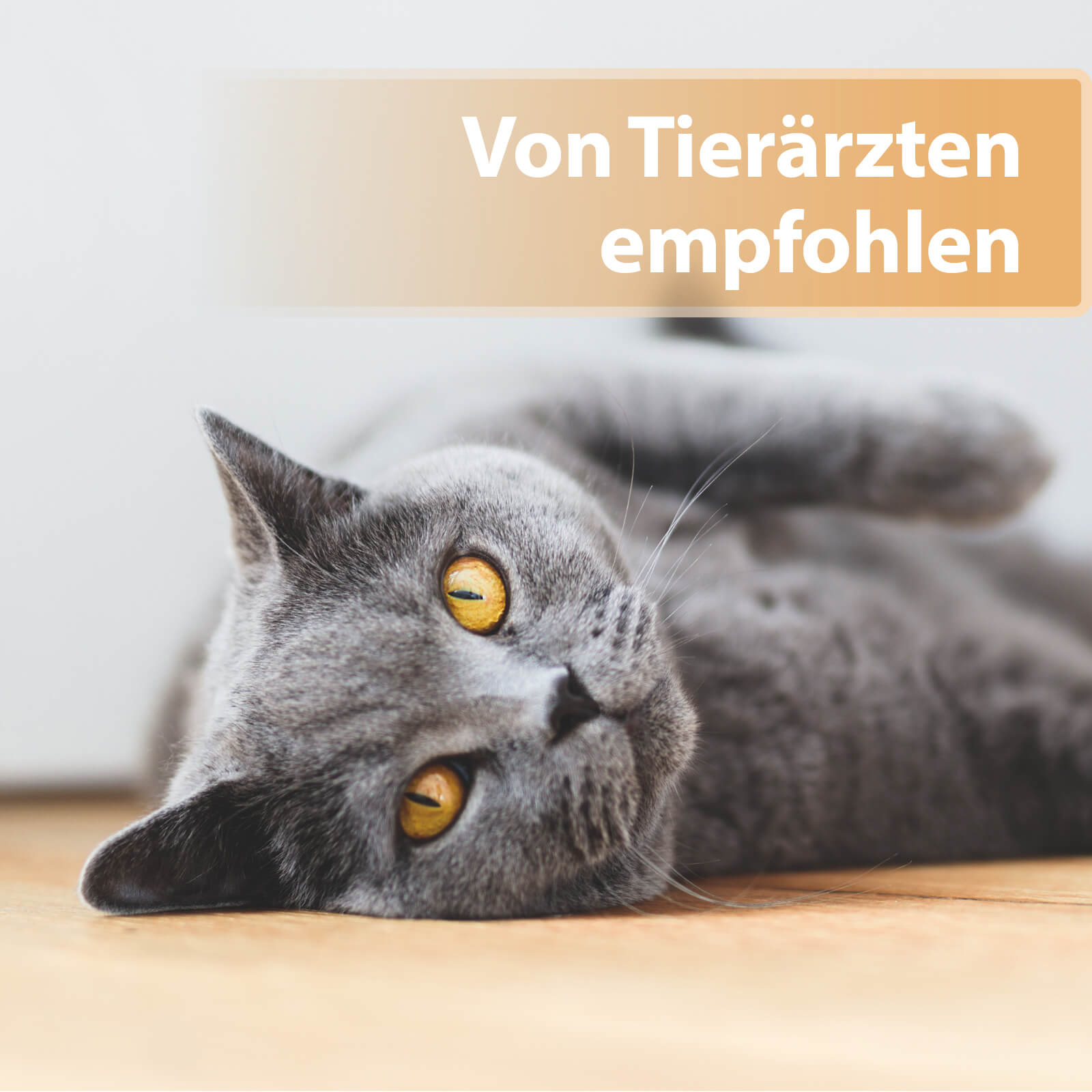 Graue Katze mit orangenen Augen seitlich liegend - Von Tierärzten empfohlen
