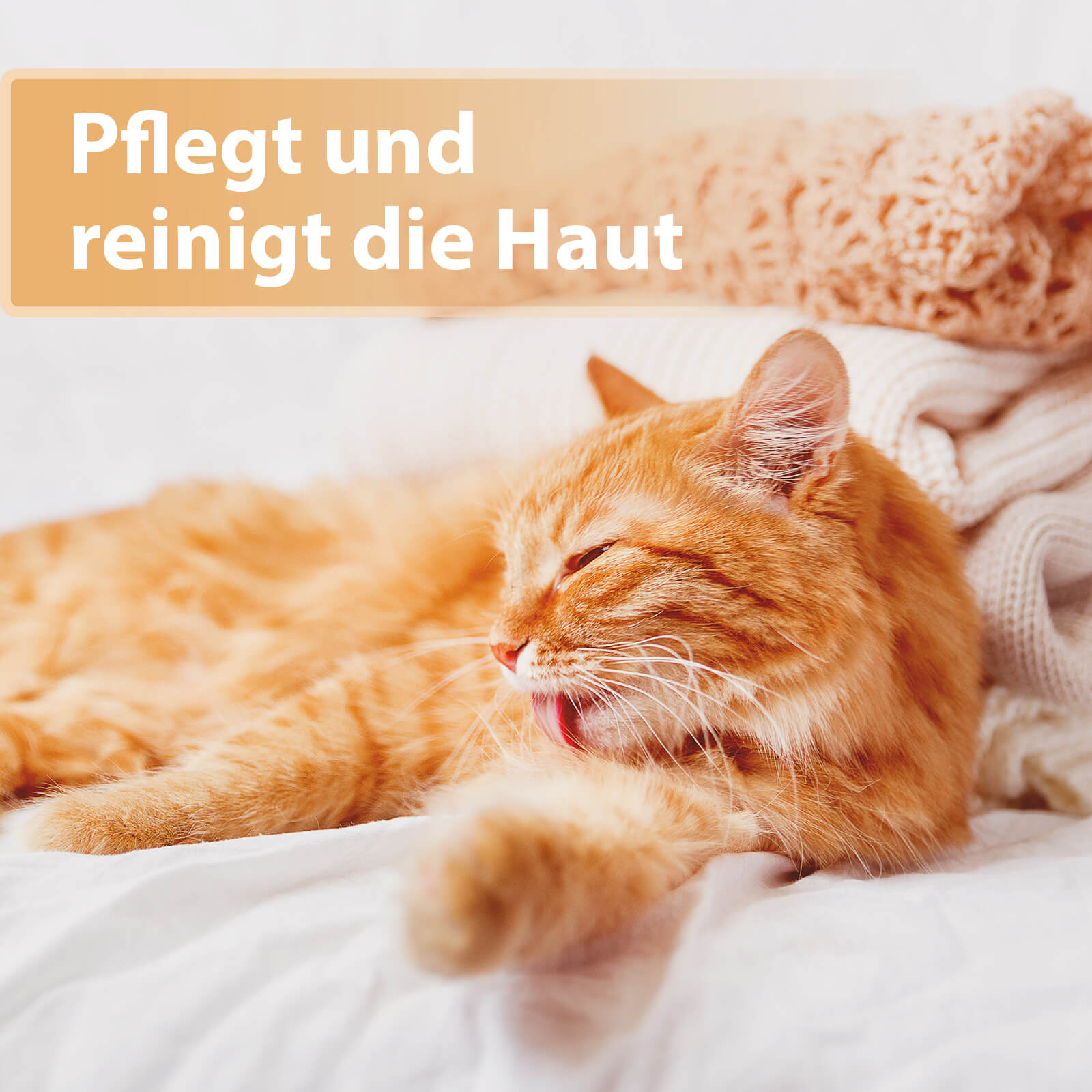 Katze liegt auf Couch und leckt sich Fell -Pflegt und reinigt die Haut