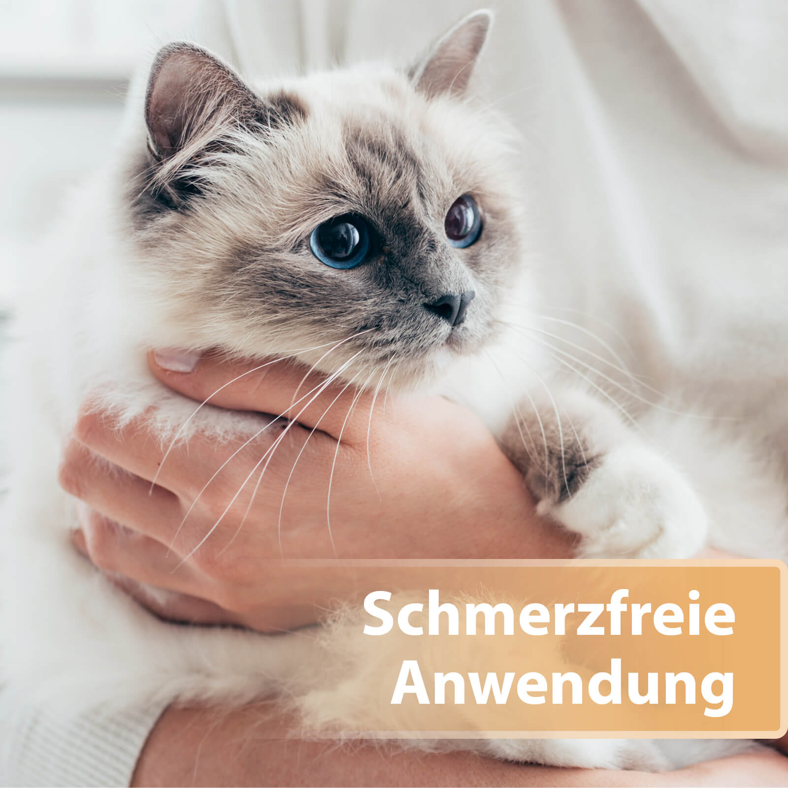 Katze wird im Arm gehalten - Schmerzfreie Anwendung