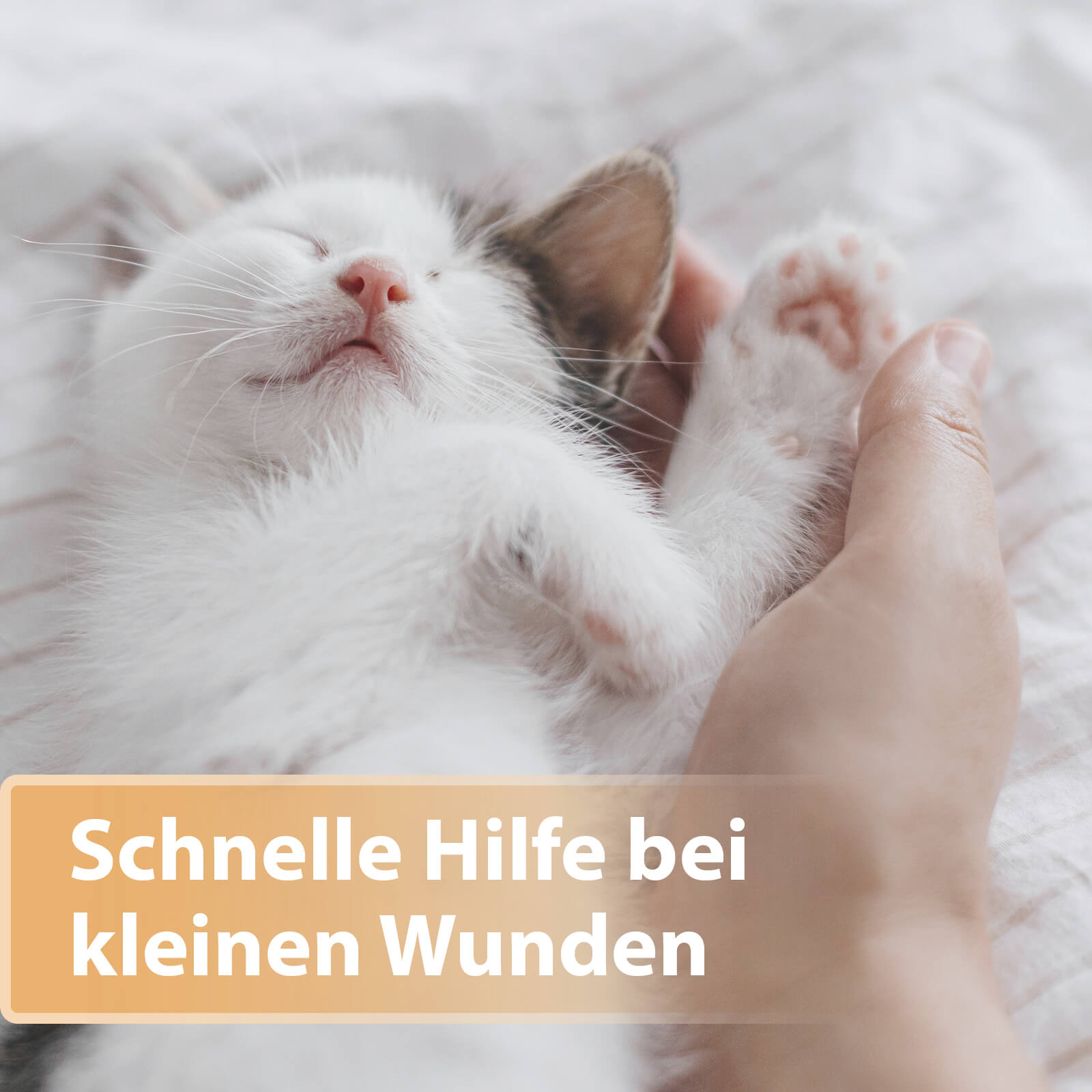 Katzenbaby schläft und streckt Pfote - Schnelle Hilfe bei kleinen Wunden