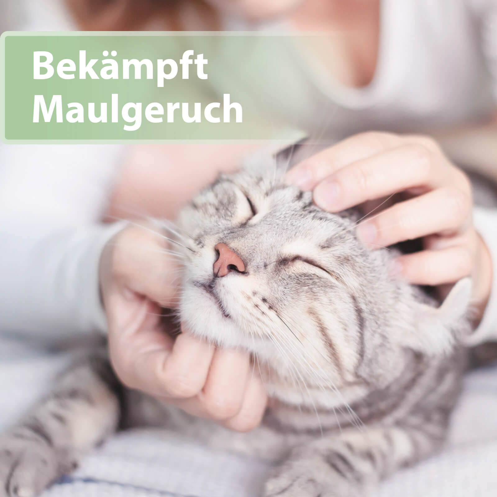 Katze wird gekrault und schließt die Augen - Bekämpft Maulgeruch