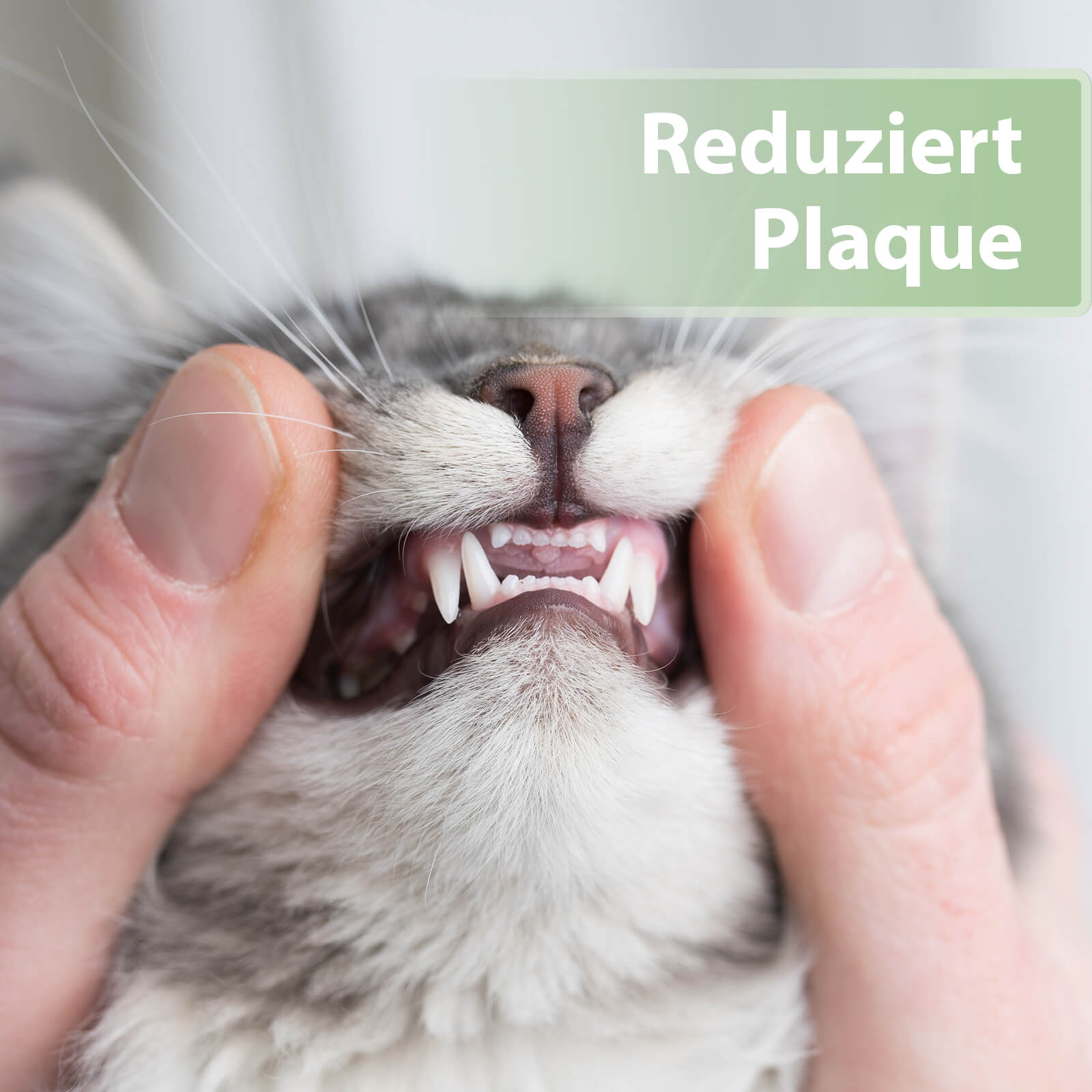 Sauberes Katzengebiss - Reduziert Plaque