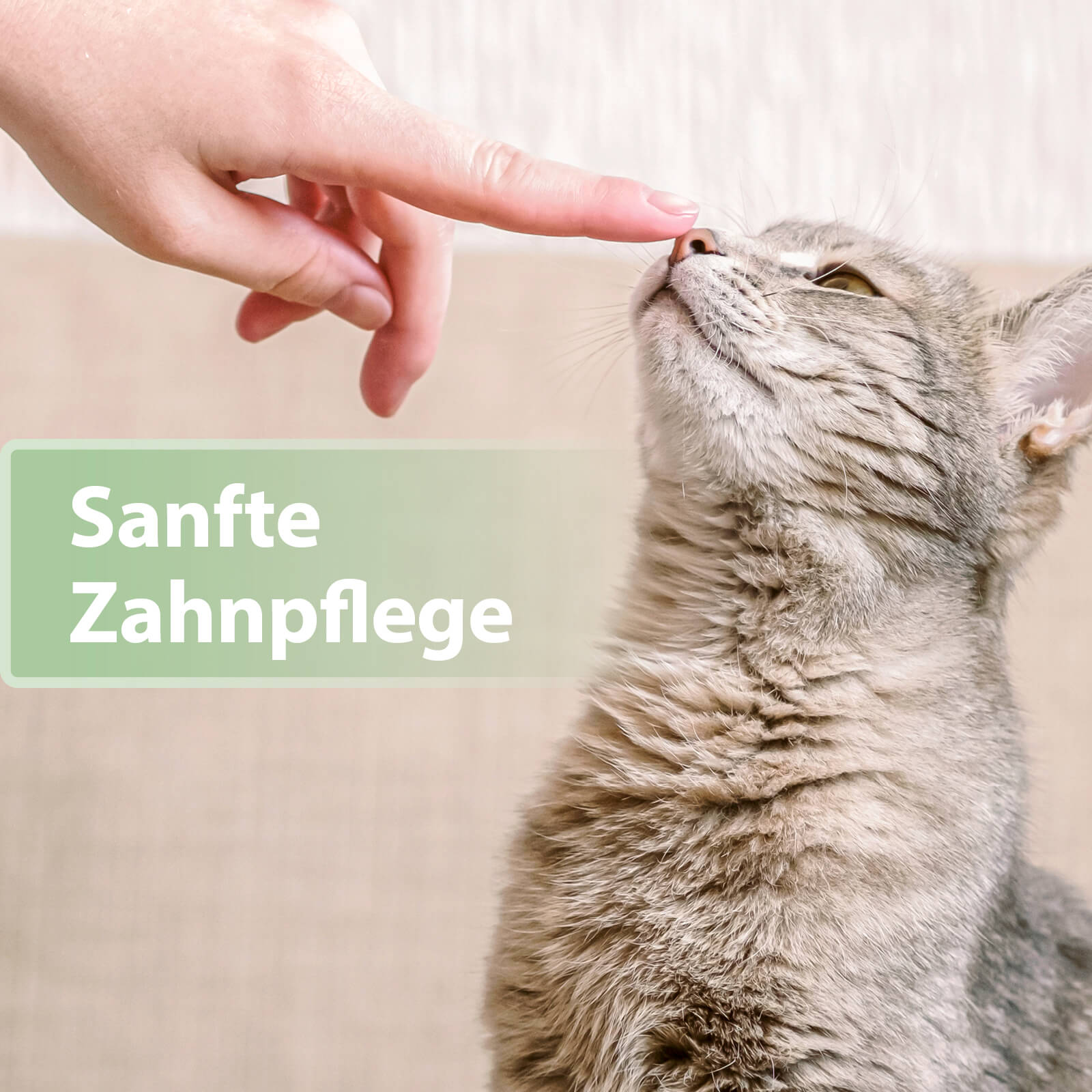 Hand stupst an Nasenspitze von Katze - Sanfte Zahnpflege