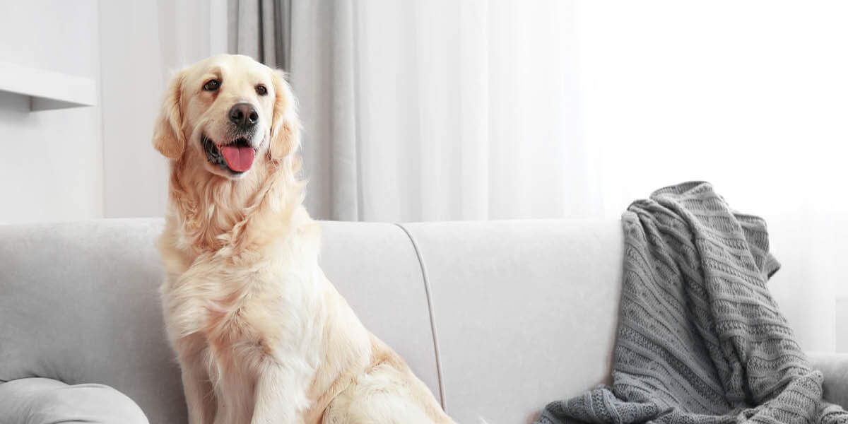 Hund sitzt auch Couch