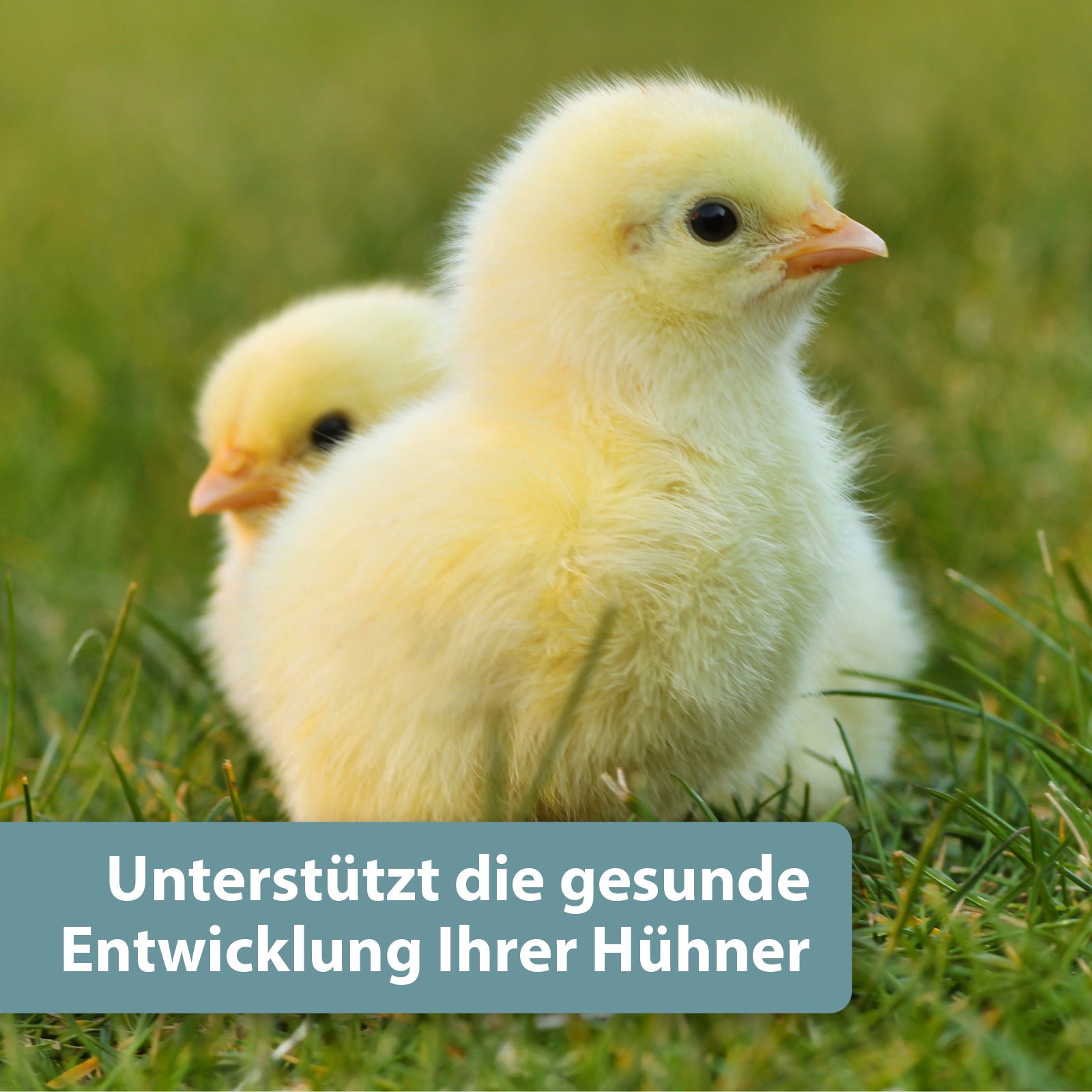Gelbes Küken auf grüner Wiese - Unterstützt die gesunde Entwicklung Ihrer Hühner