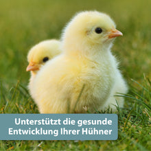 Laden Sie das Bild in den Galerie-Viewer, Gelbes Küken auf grüner Wiese - Unterstützt die gesunde Entwicklung Ihrer Hühner
