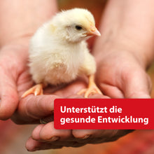 Laden Sie das Bild in den Galerie-Viewer, Küken sitzt in Händen - Unterstützt die gesunde Entwicklung
