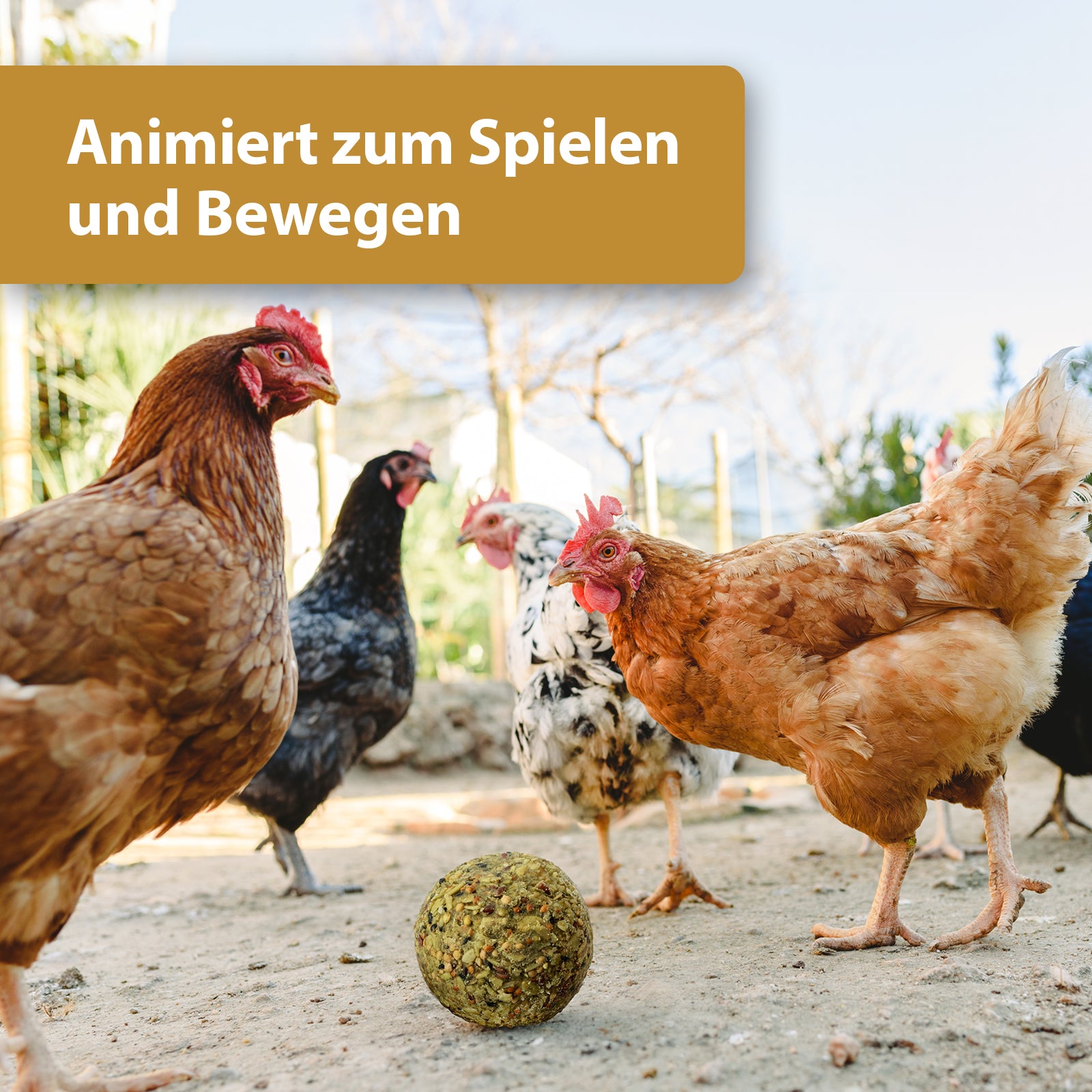 Hühner spielen mit Fitness Ball - Animiert zum Spielen und Bewegen