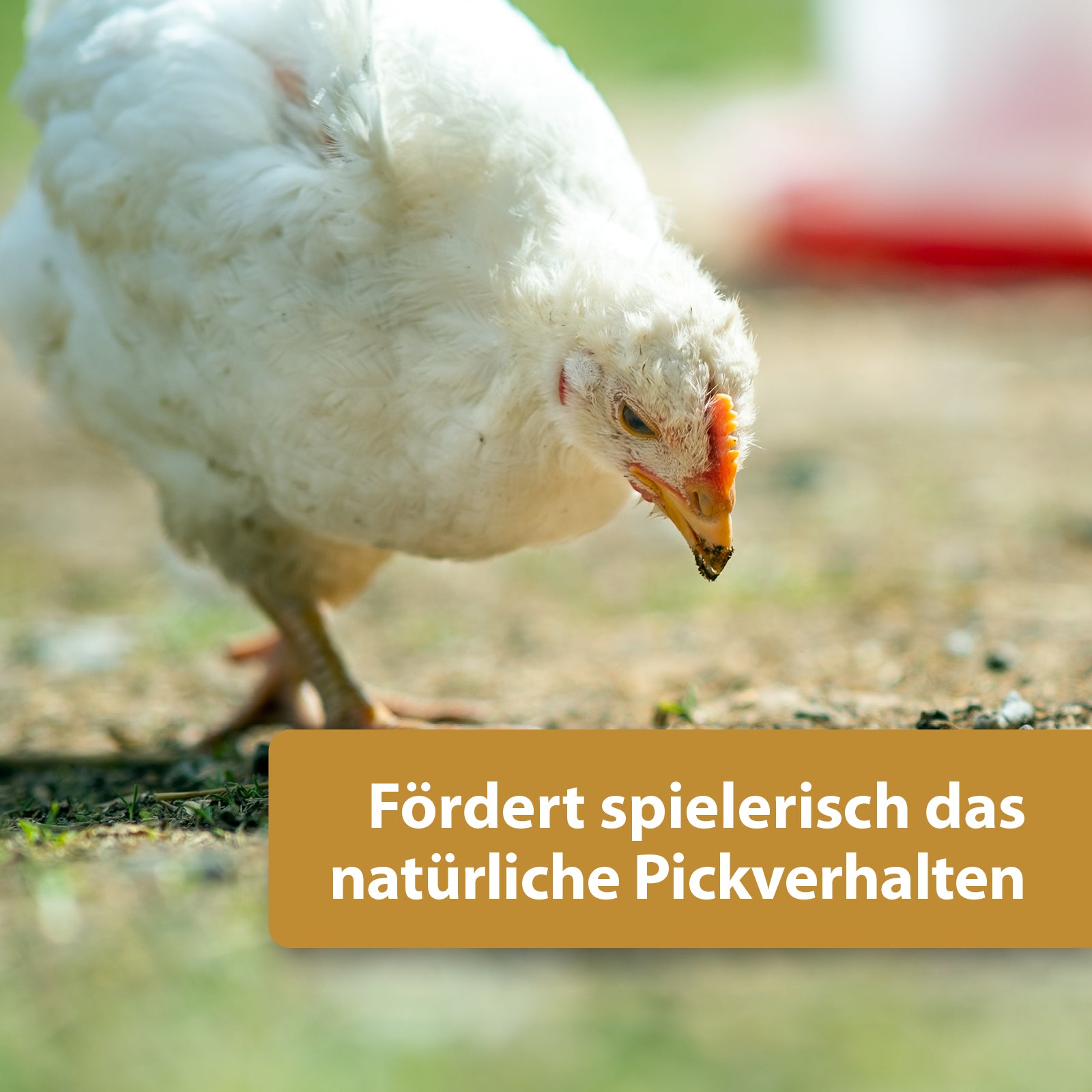 Weißes Huhn am Picken - Fördert spielerisch das natürliche Pickverhalten