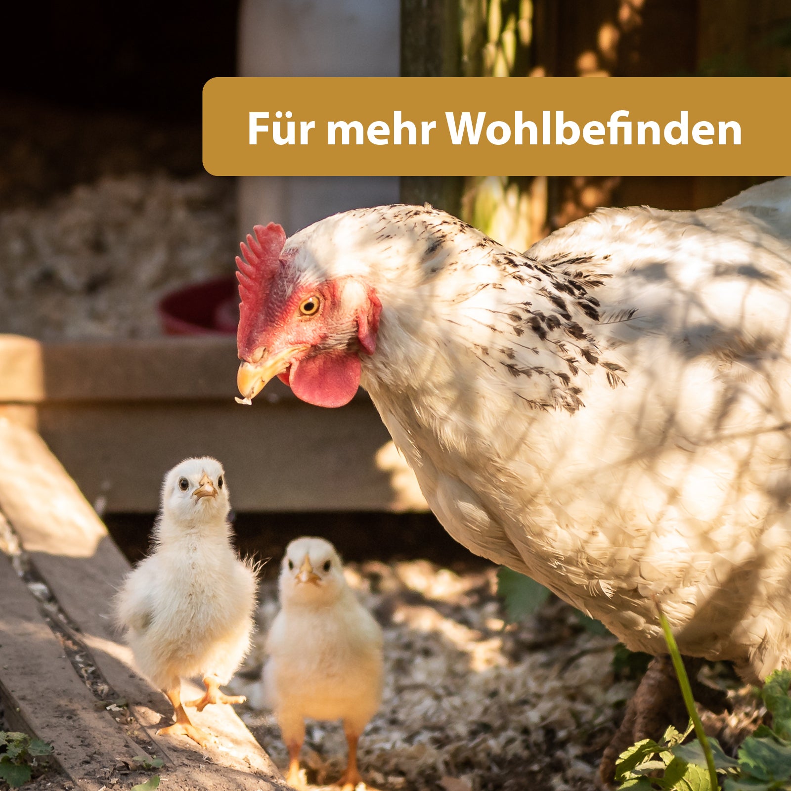 Küken laufen neben Huhn - Für mehr Wohlbefinden