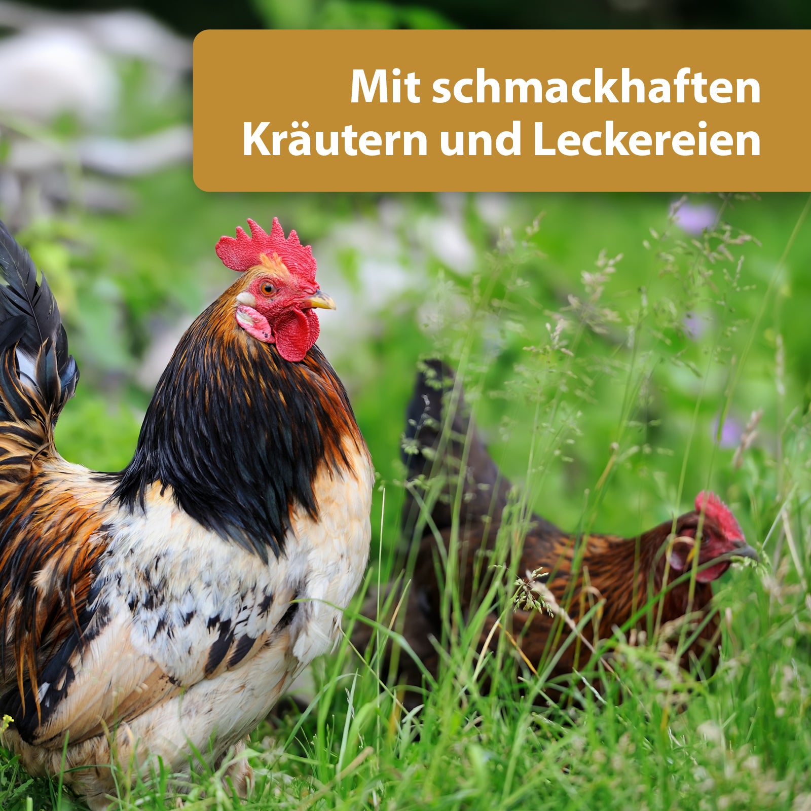 Hühner laufen über Wiese - Mit schmackhaften Kräutern und Leckereien
