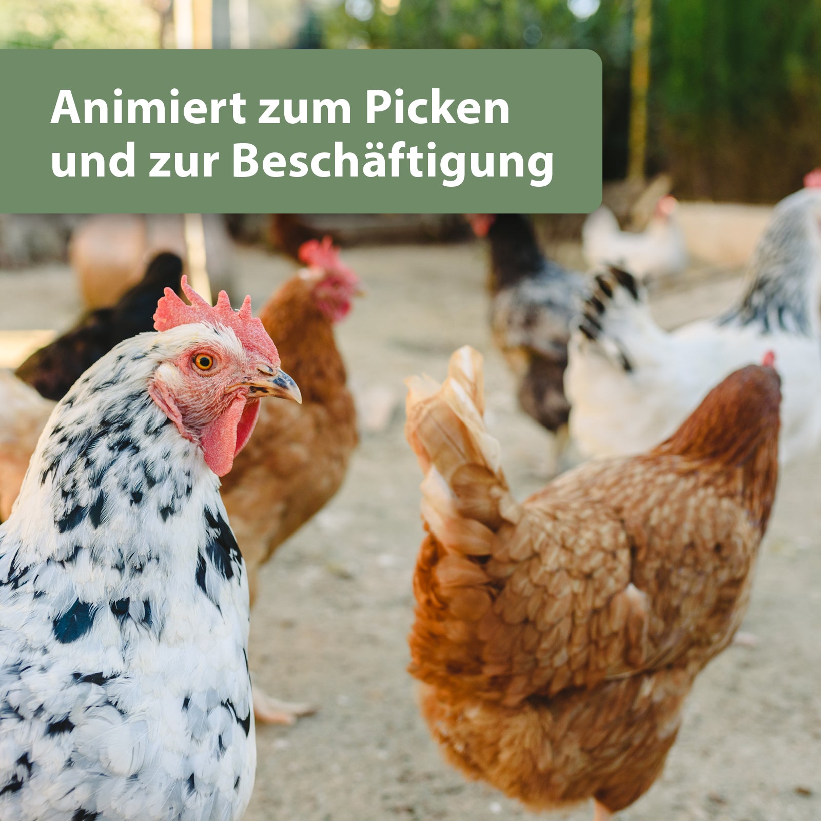 Hühner draußen im Hühnerstall - Animiert zum Picken und zur Beschäftigung