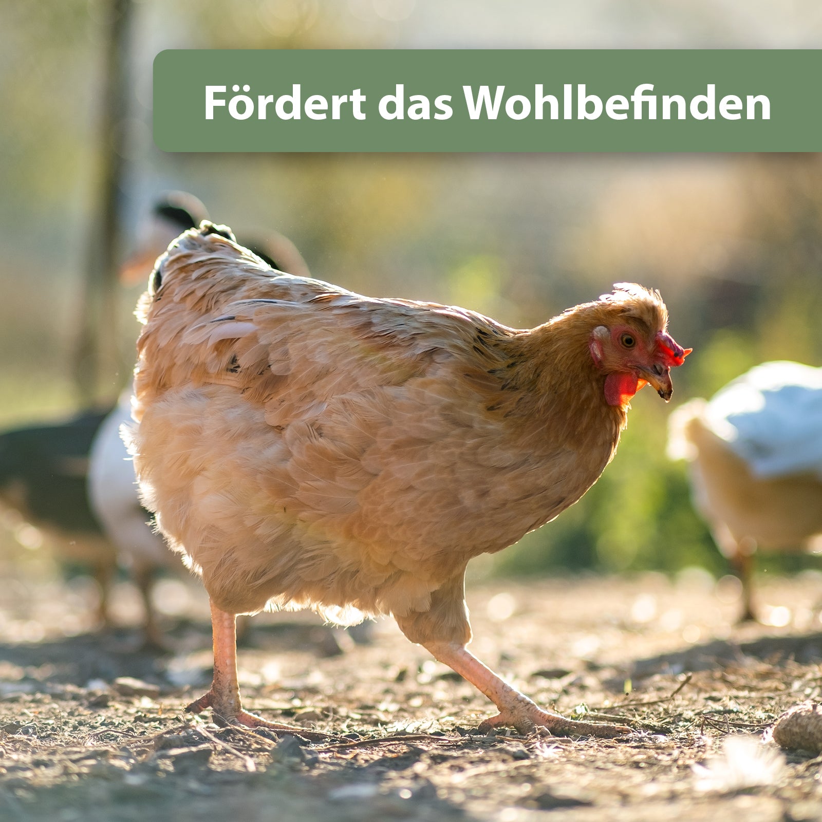 Huhn läuft durch Hühnerstall - Fördert das Wohlbefinden