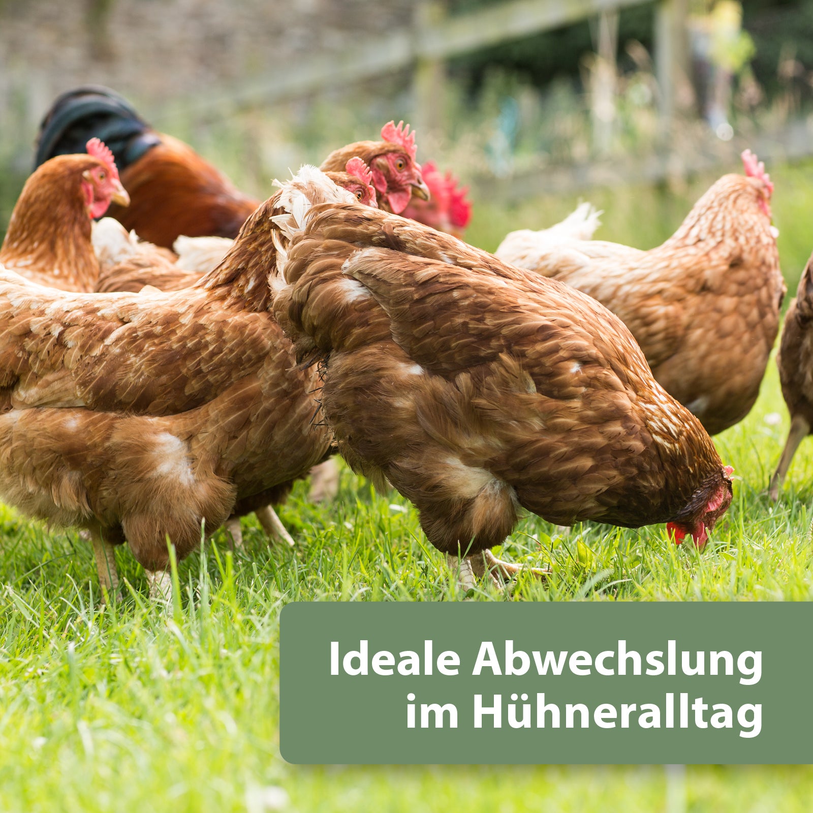 Braune Hühner laufen über Wiese - Ideale Abwechslung im Hühneralltag