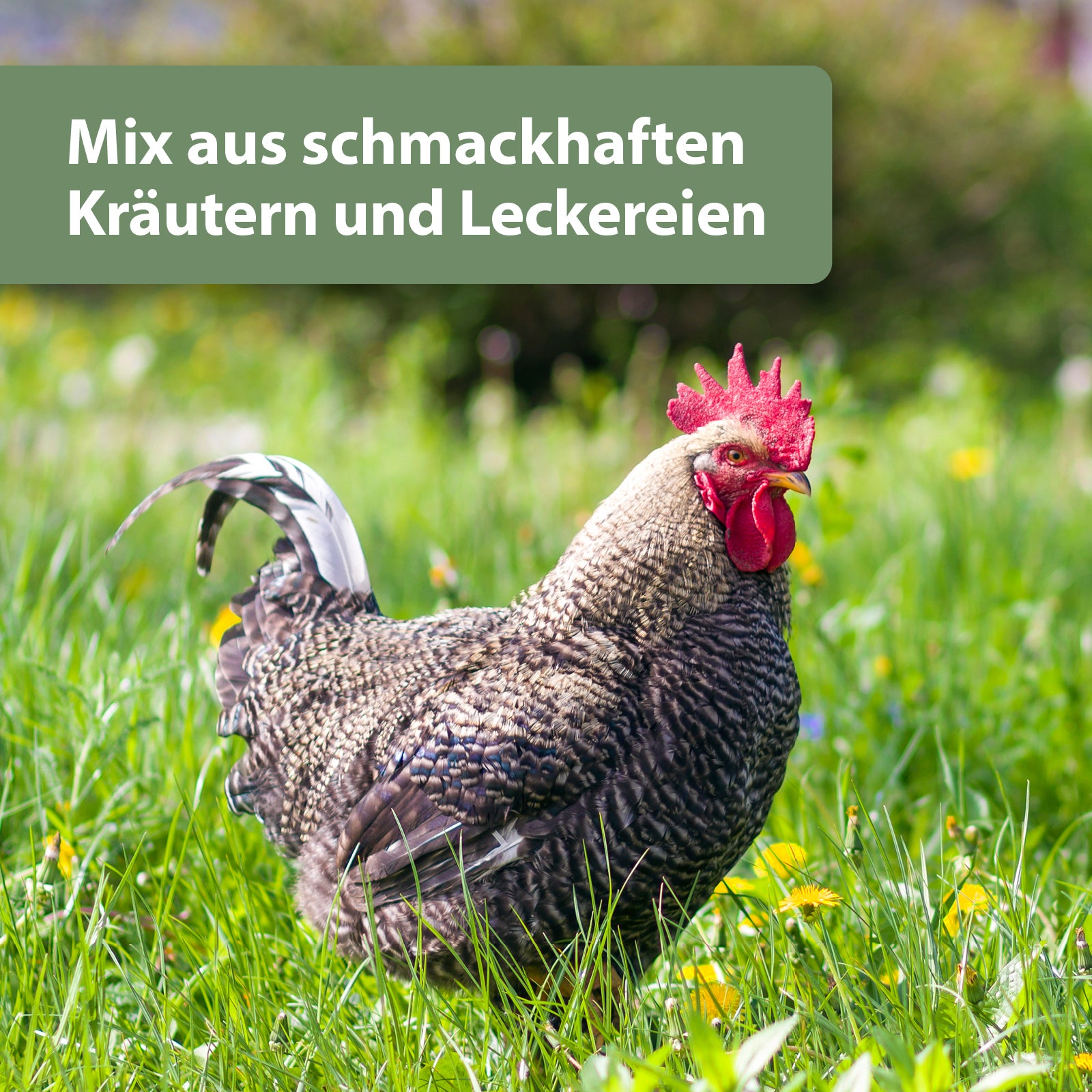 Huhn steht auf Wiese - Mix aus schmackhaften Kräutern und Leckereien