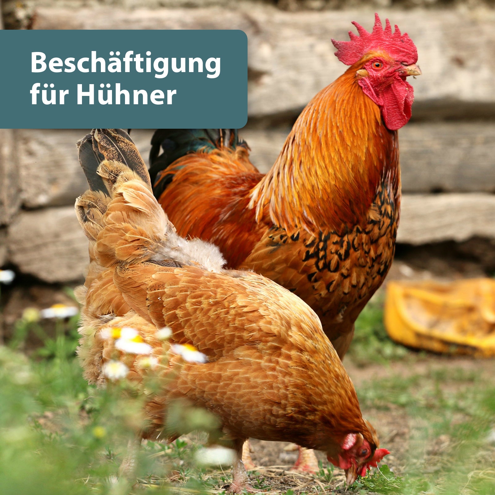 Zwei Hühner picken vorm Hühnerstall - Beschäftigung für Hühner