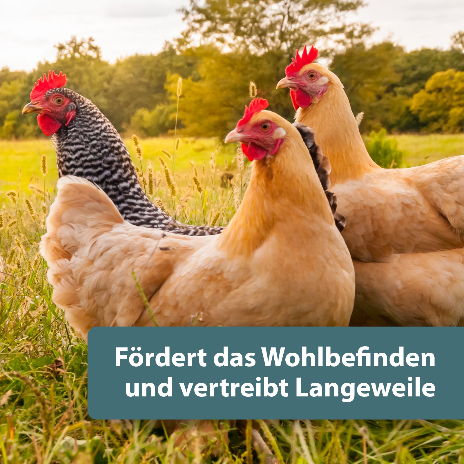 Hühner laufen über Wiese - Fördert das Wohlbefinden und vetreibt Langeweile