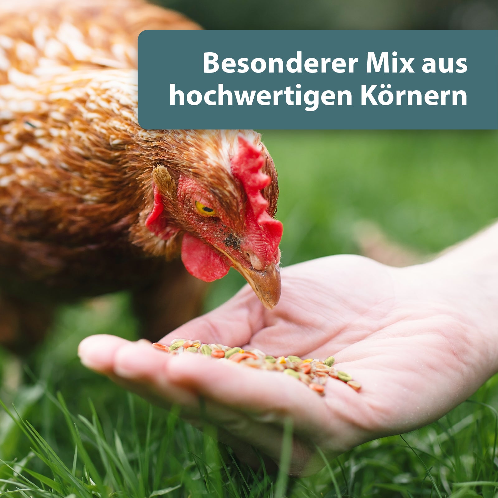 Huhn pick Körnermix aus Hand - Besonderer Mix aus hochwertigen Körnern