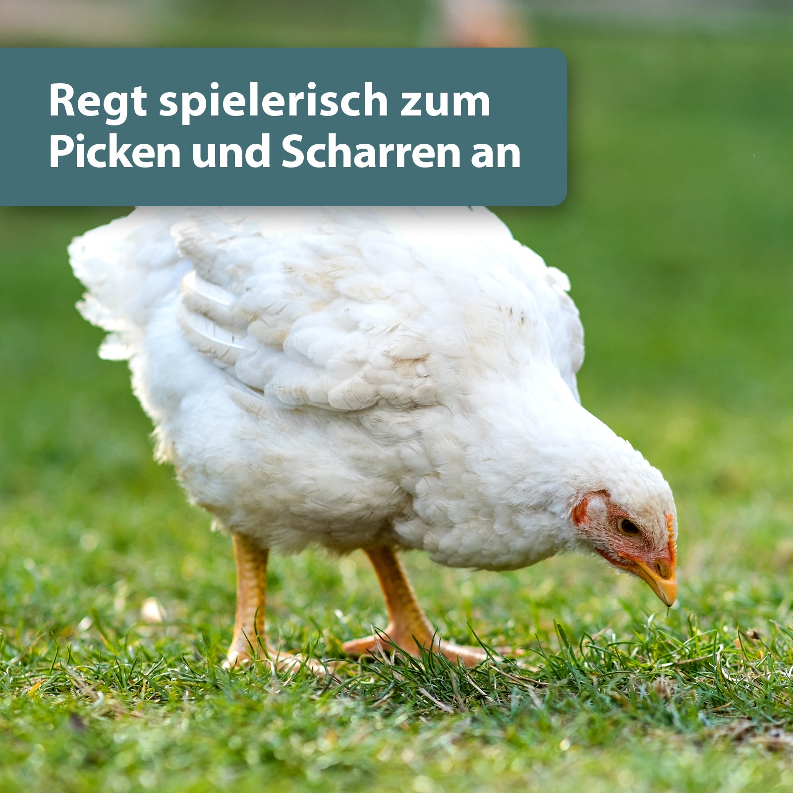 Weißes Huhn pickt auf Wiese - Regt spielerisch zum Picken und Scharren an