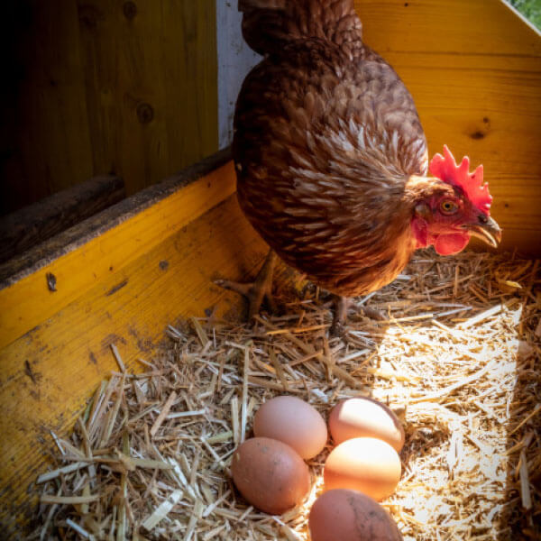 Quiko Hobby Farming Kategorie Futtermittel