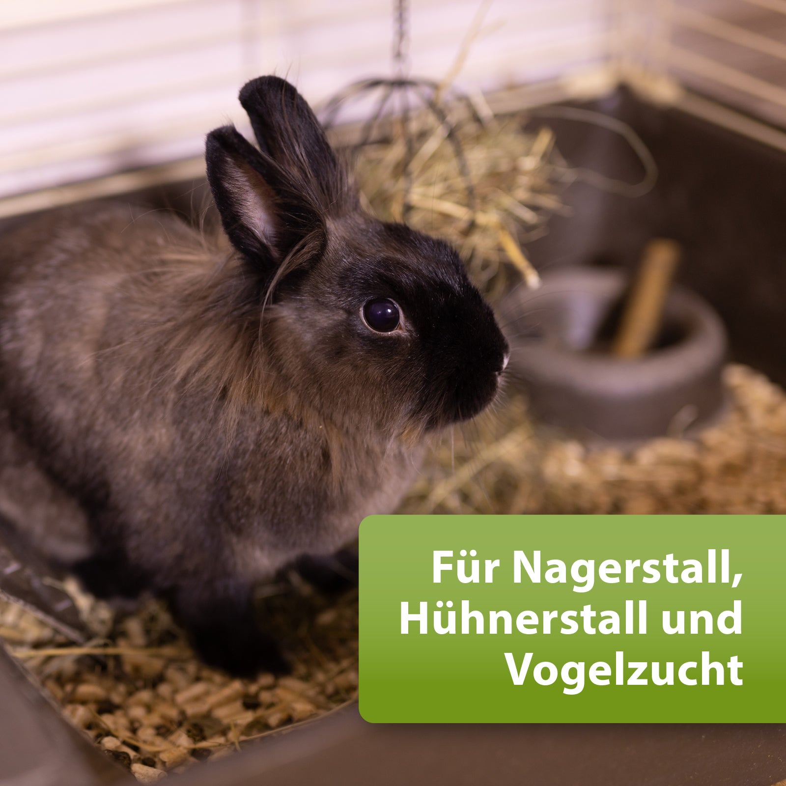 Kaninchen im Nagerstall - Für Nagerstall, Hühnerstall und Vogelzucht
