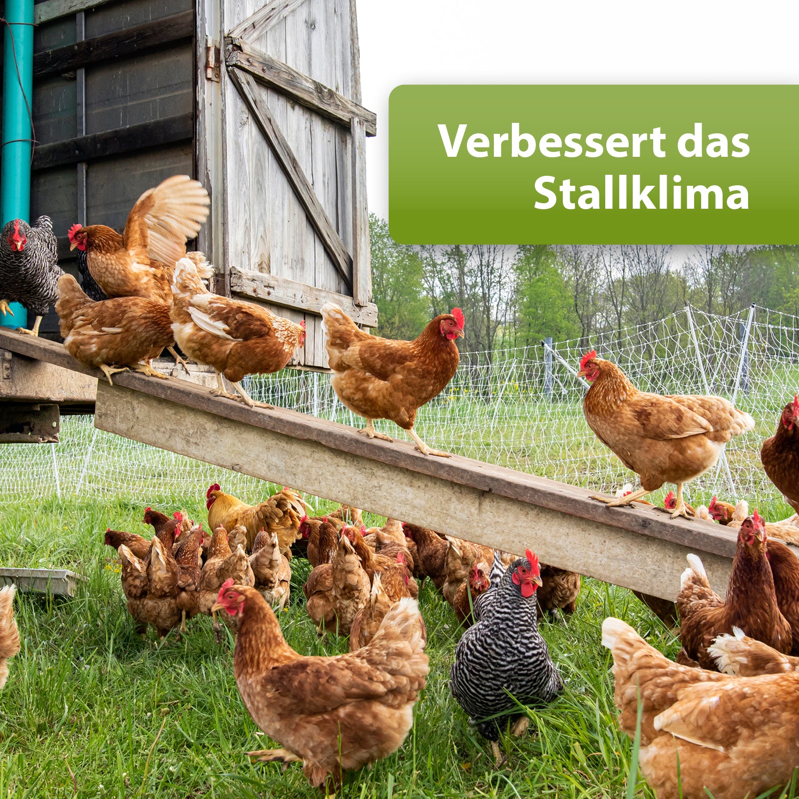 Hühner laufen im Hühnerstall draußen - Verbessert das Stallklima