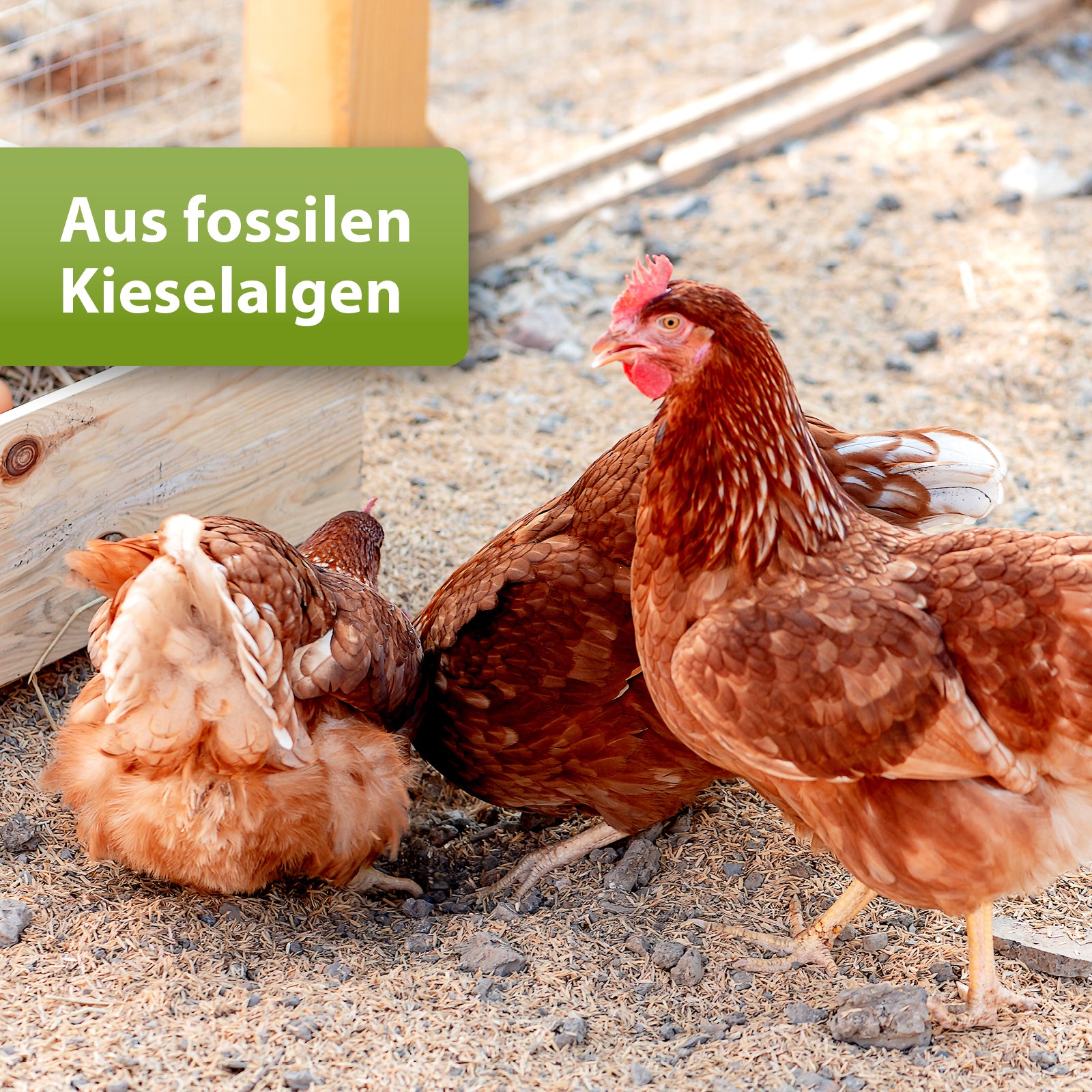 Hühner laufen draußen im Gehege - Aus fossilen Kieselalgen