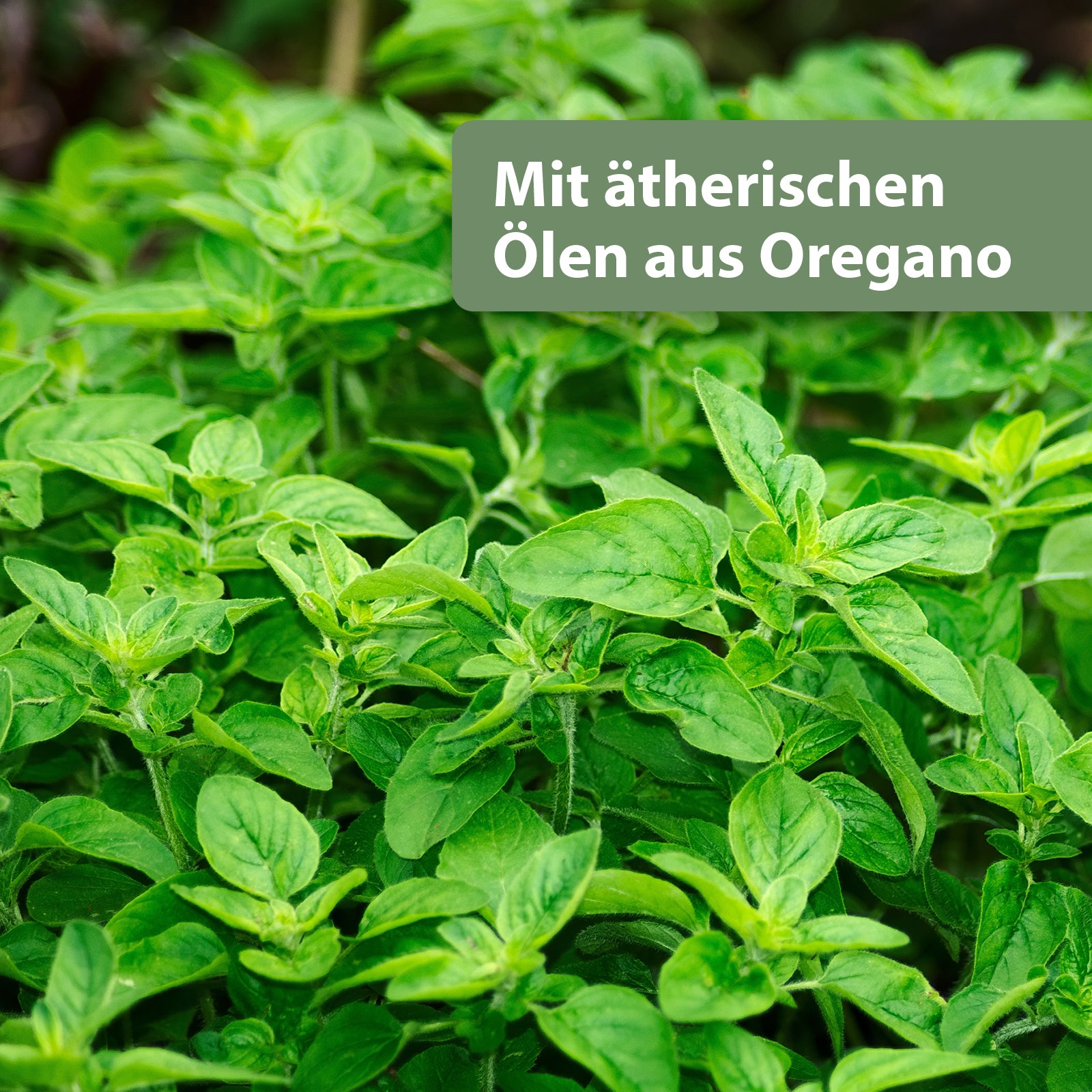 Oregano-Pflanze - Mit ätherischen Ölen aus Oregano