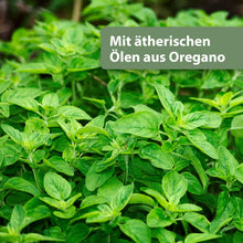 Laden Sie das Bild in den Galerie-Viewer, Oregano-Pflanze - Mit ätherischen Ölen aus Oregano
