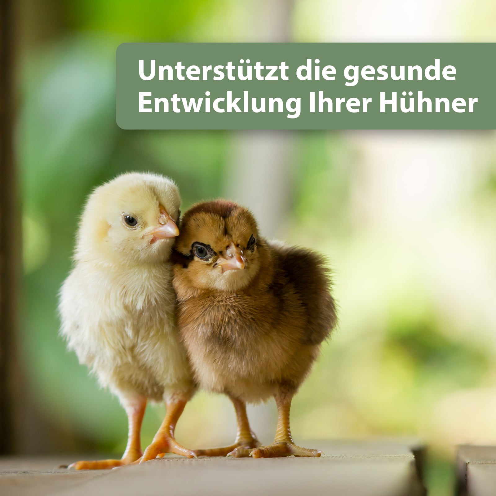 Zwei Hühner kuscheln nebeneinander - Unterstützt die gesunde Entwicklung Ihrer Hühner