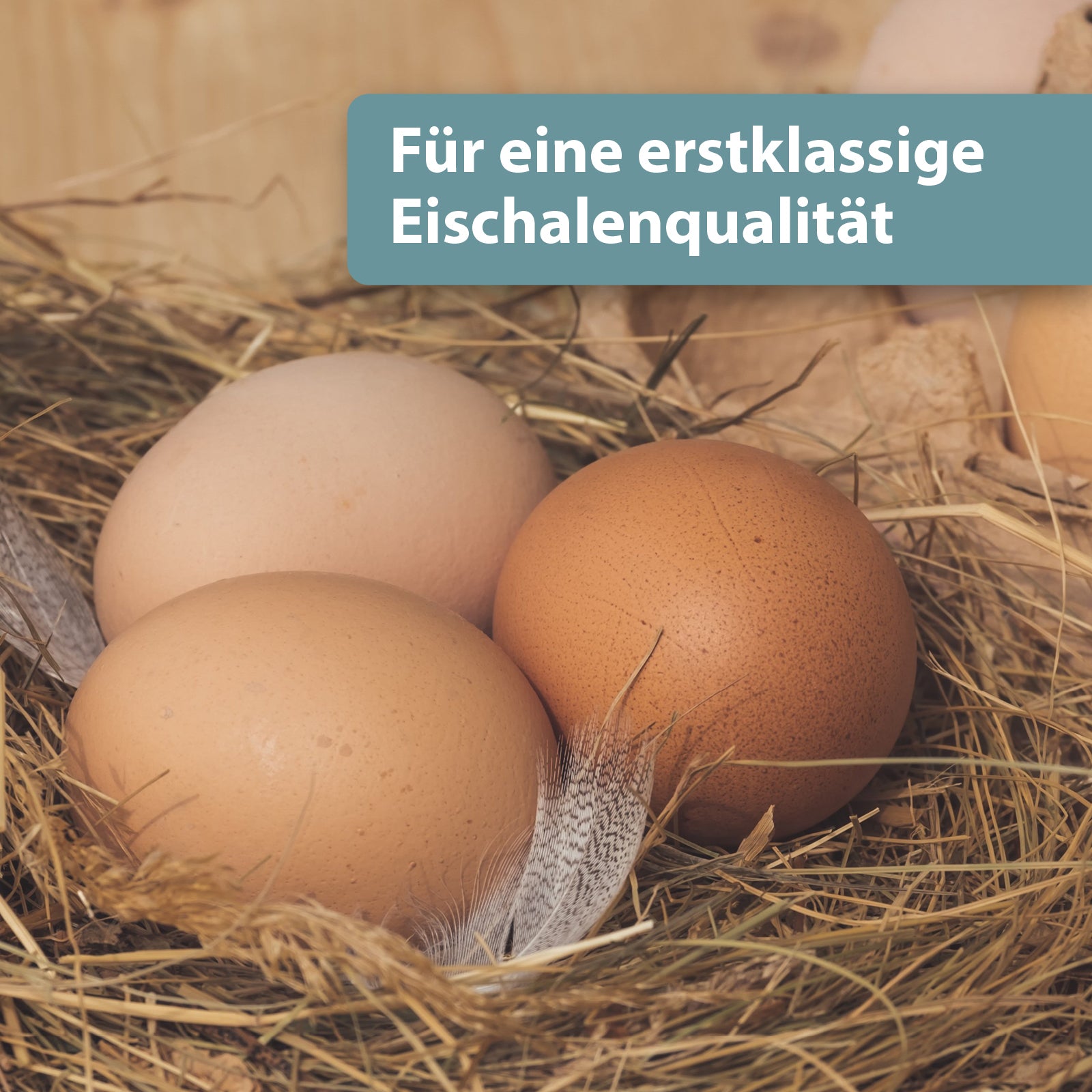 Eier liegen im Nest - Für eine erstklassige Eischalenqualität