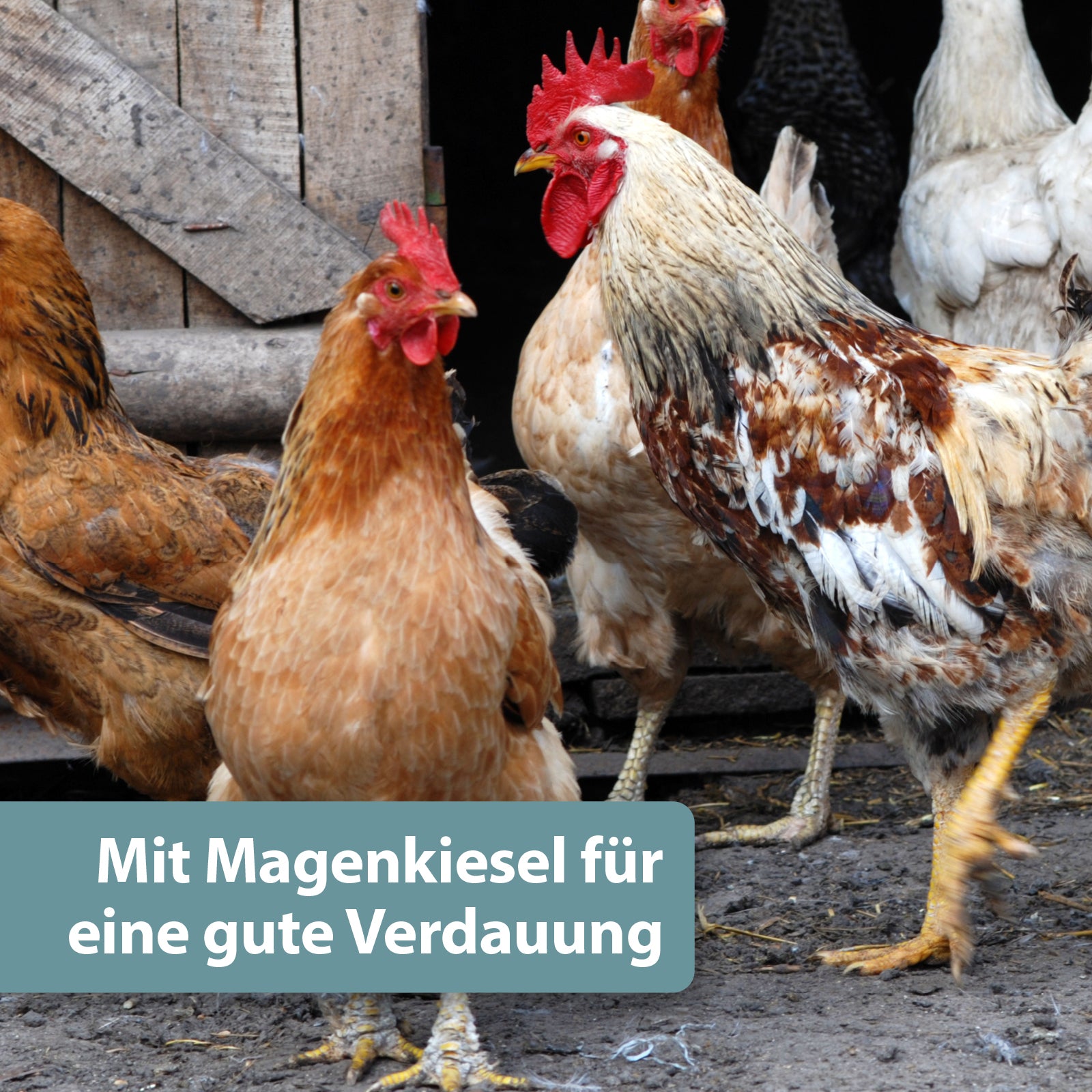 Hühner laufen im Hühnerstall - Mit Magenkiesel für eine gute Verdauung