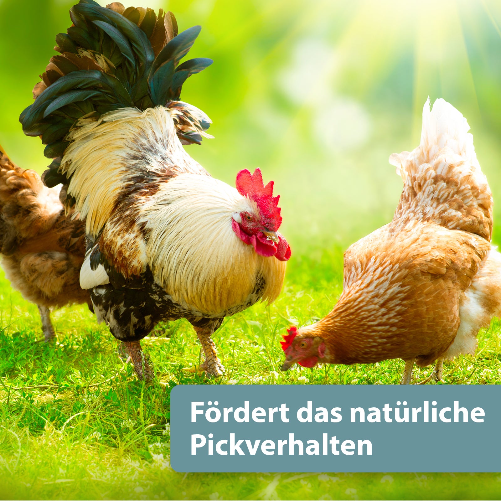 Hühner picken im Gras - Fördert das natürliche Pickverhalten