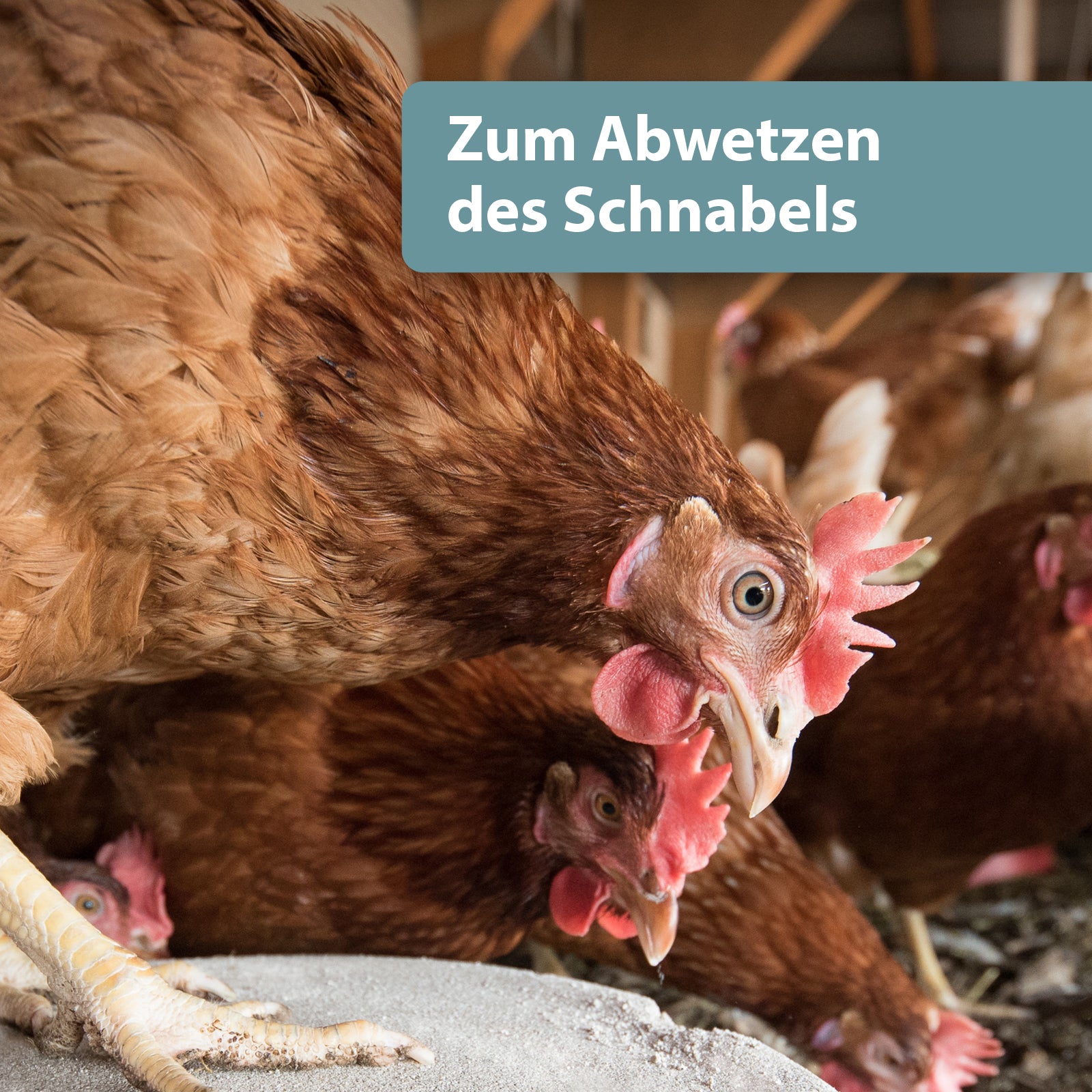 Huhn pickt am Mineralgritstein - Zum Abwetzen des Schnabels