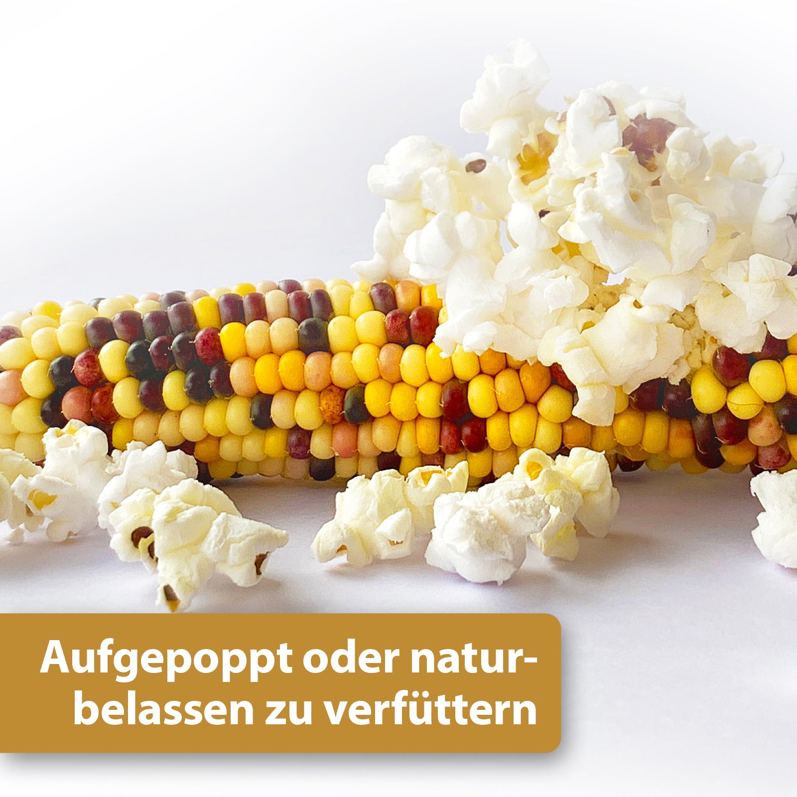 Aufgepopptes Popcorn neben Maiskolben - Aufgepoppt oder naturbelassen zu verfüttern
