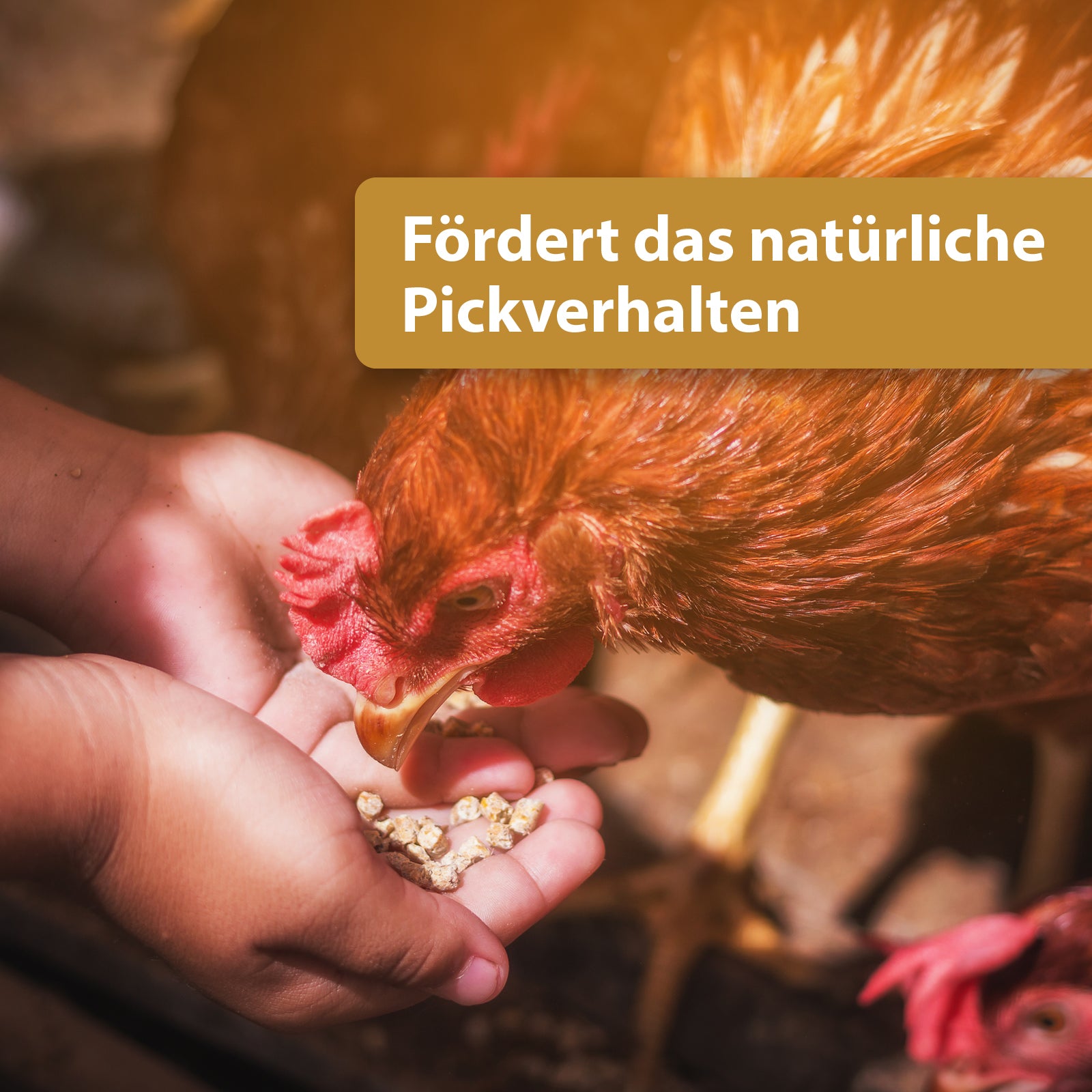 Huhn pickt Futter aus Händen - Fördert das natürliche Pickverhalten