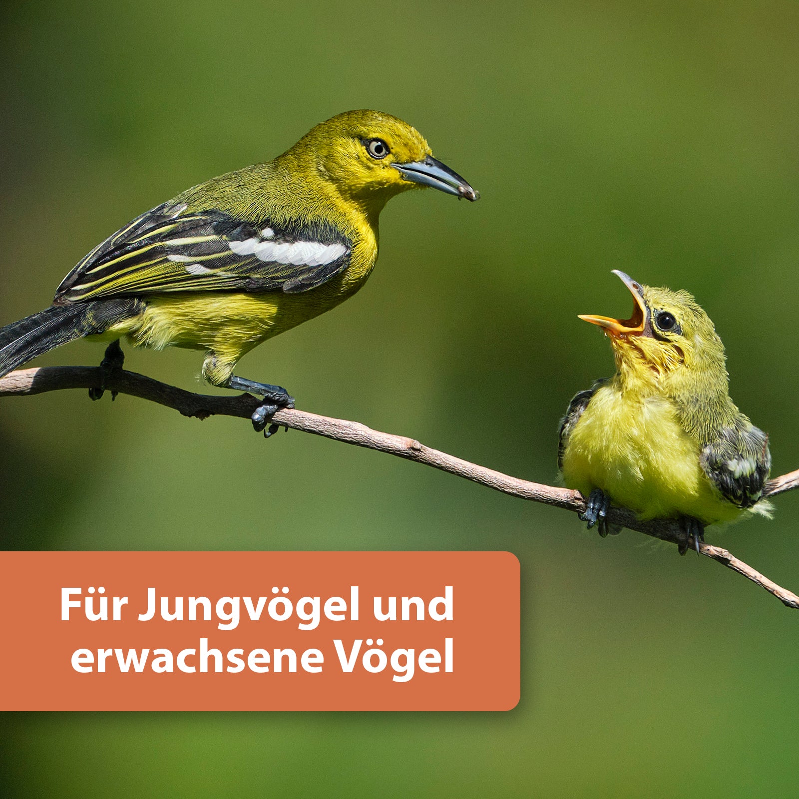 Zwei gelbe Vögel sitzen auf Ast - Für Jungvögel und erwachsene Vögel