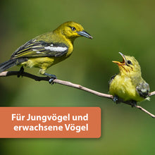 Laden Sie das Bild in den Galerie-Viewer, Zwei gelbe Vögel sitzen auf Ast - Für Jungvögel und erwachsene Vögel
