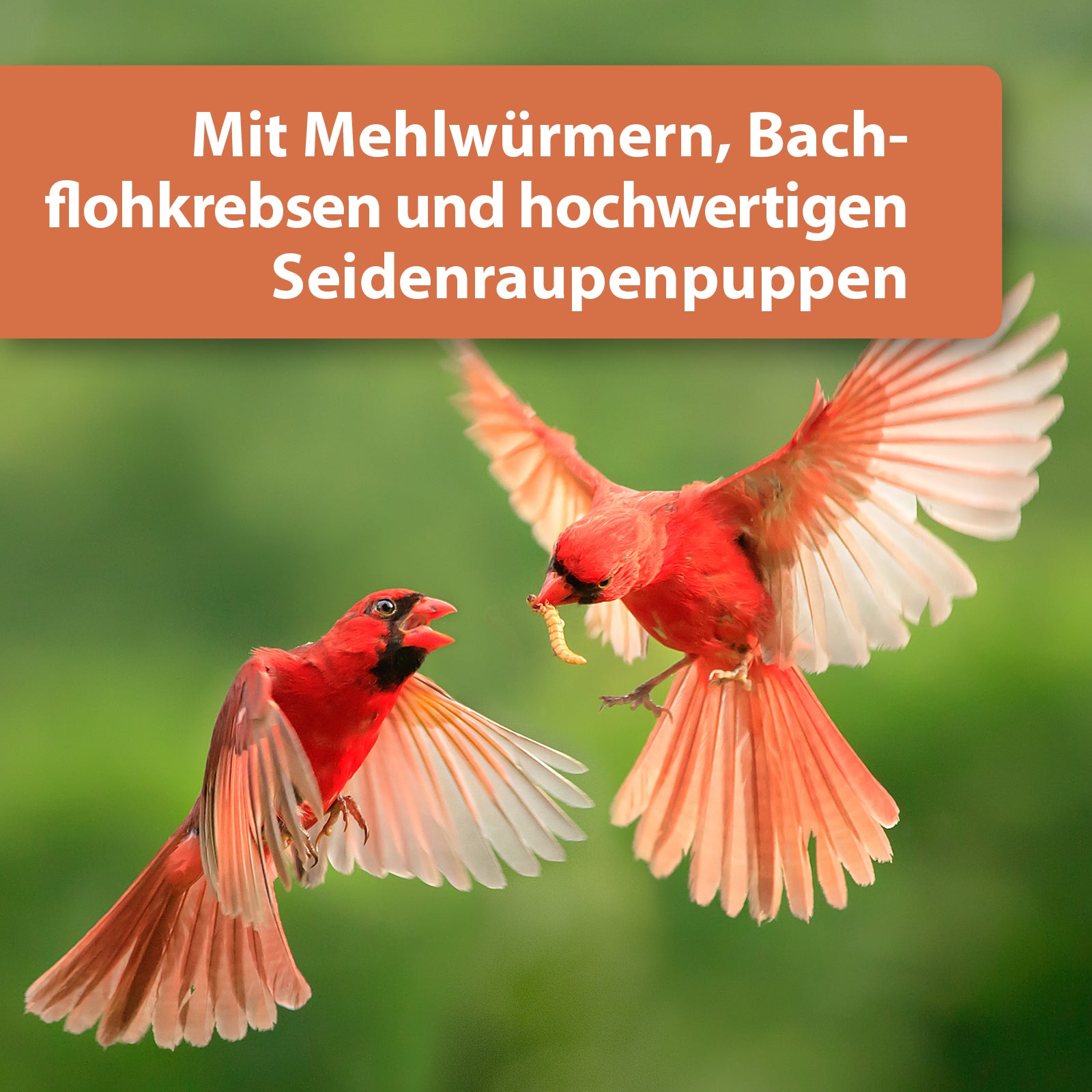 Zwei rote Vögel fliegen mit Wurm im Mund - Mit Mehlwürmern, Bachflohkrebsen und hochwertigen Seidenraupenpuppen