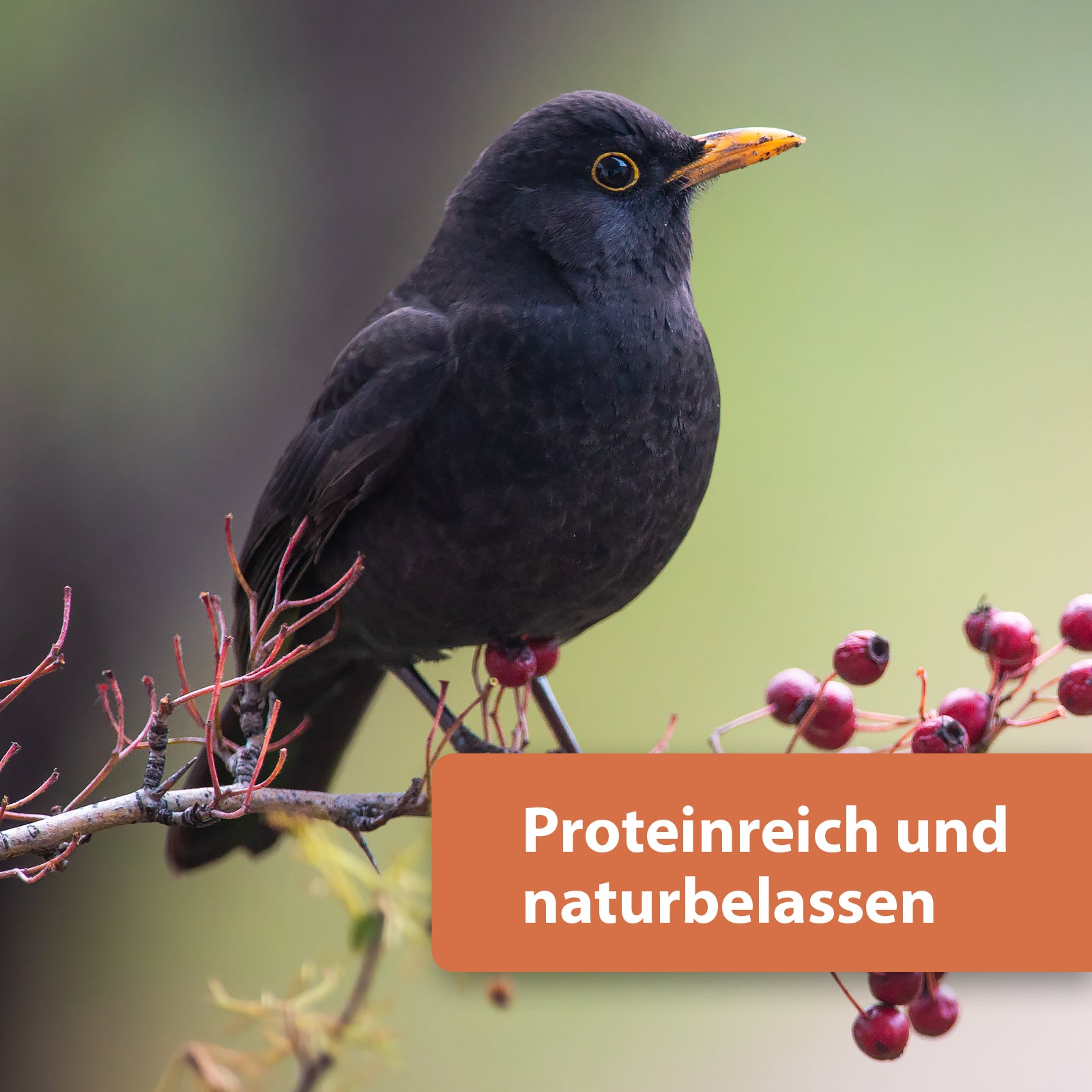 Schwarze Vogel sitzt auf Ast mit roten Beeren - Proteinreich und naturbelassen